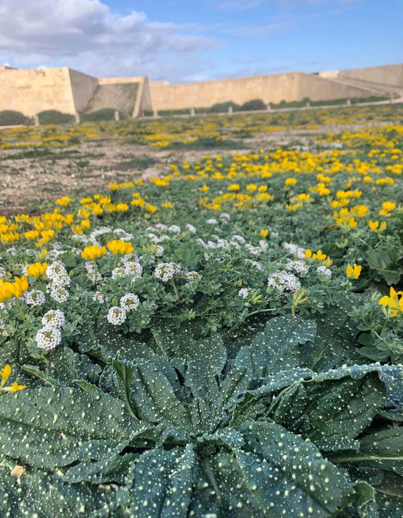 Blühende Natur im Februar am Fort in Sagres // HIMBEER