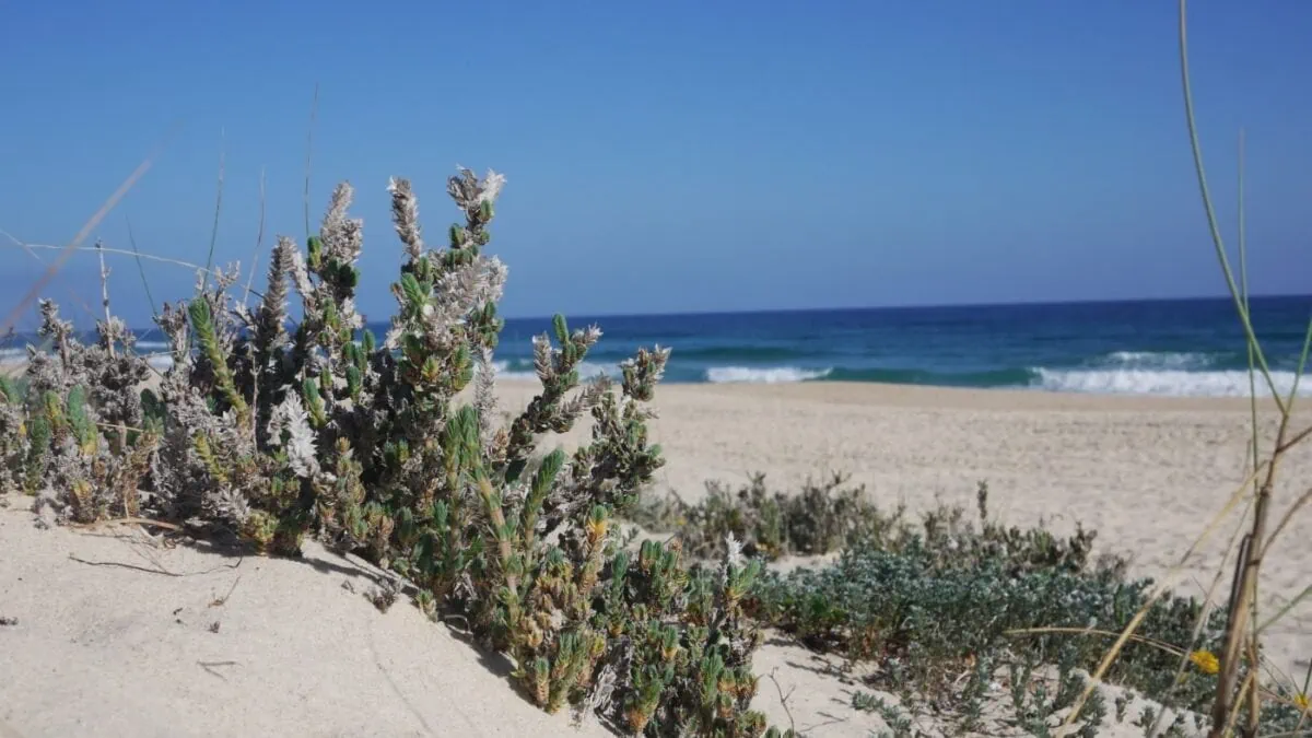 Portugal-Reise an die Algarve: Praia do Barril // HIMBEER