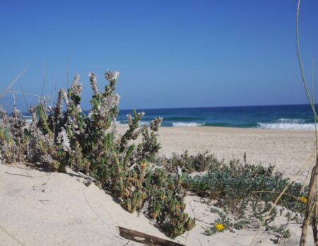 Portugal-Reise an die Algarve: Praia do Barril // HIMBEER