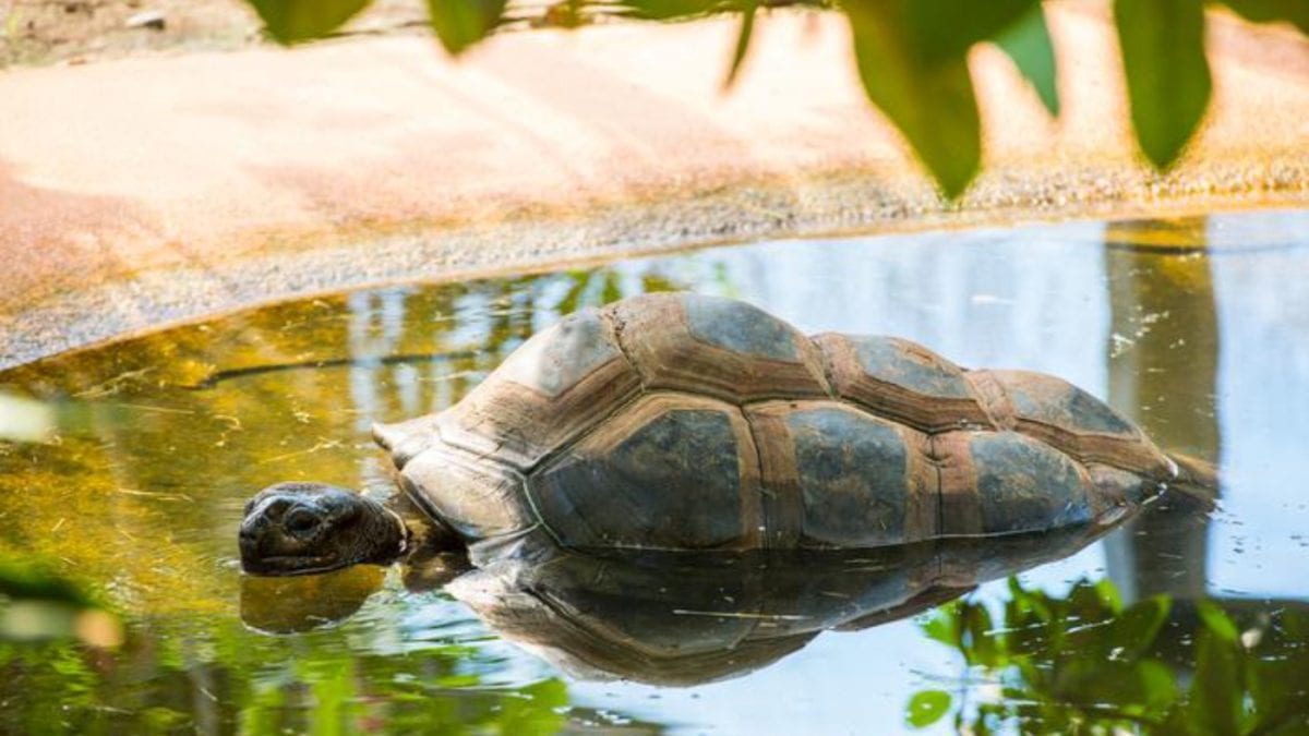 Riesenschildkröten im Tierpark Hellabrunn in München // HIMBEER