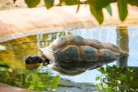 Riesenschildkröten im Tierpark Hellabrunn in München // HIMBEER