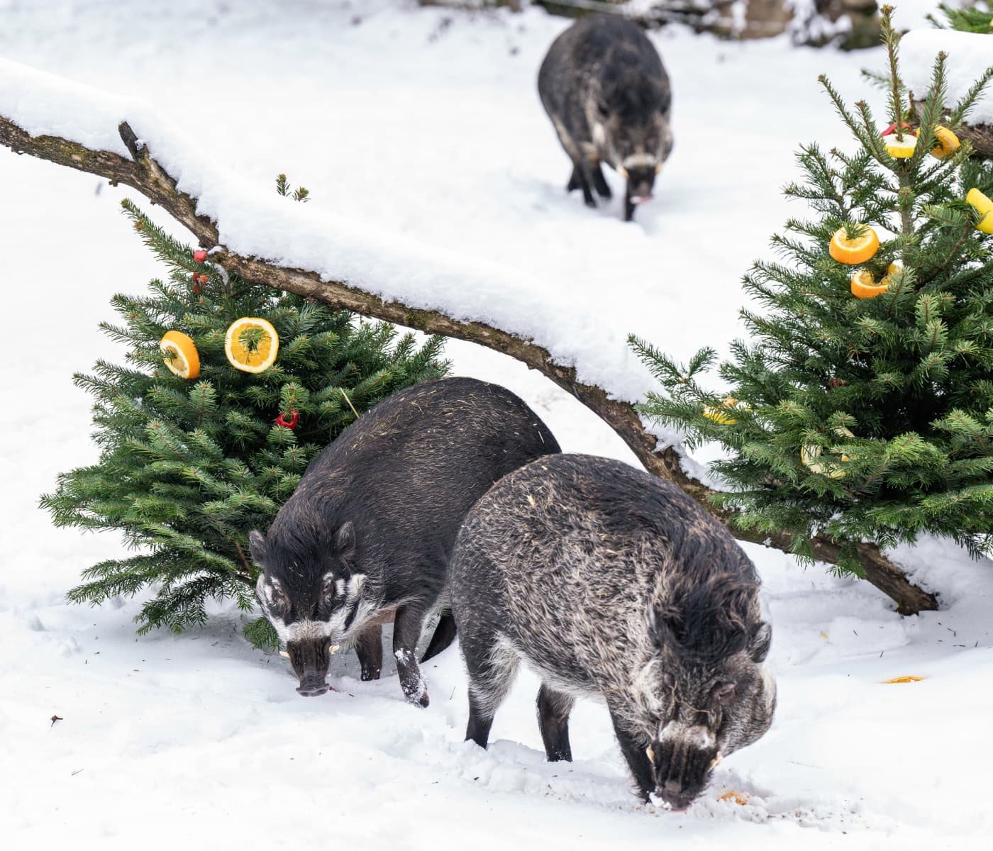 Weihnachten im Tierpark Hellabrunn // HIMBEER