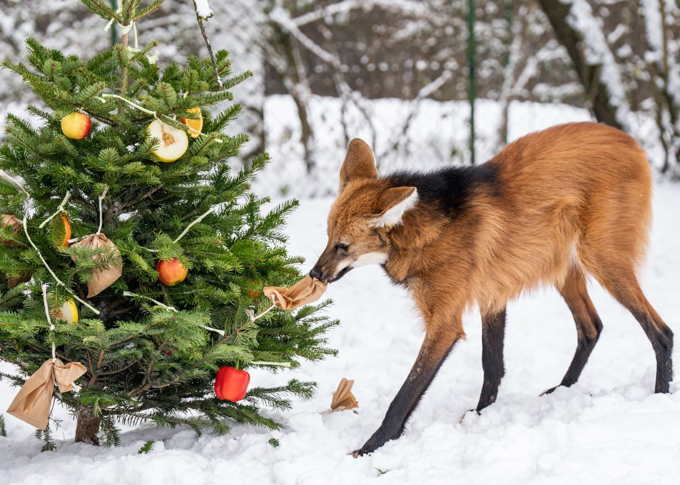 Weihnachten im Tierpark Hellabrunn // HIMBEER