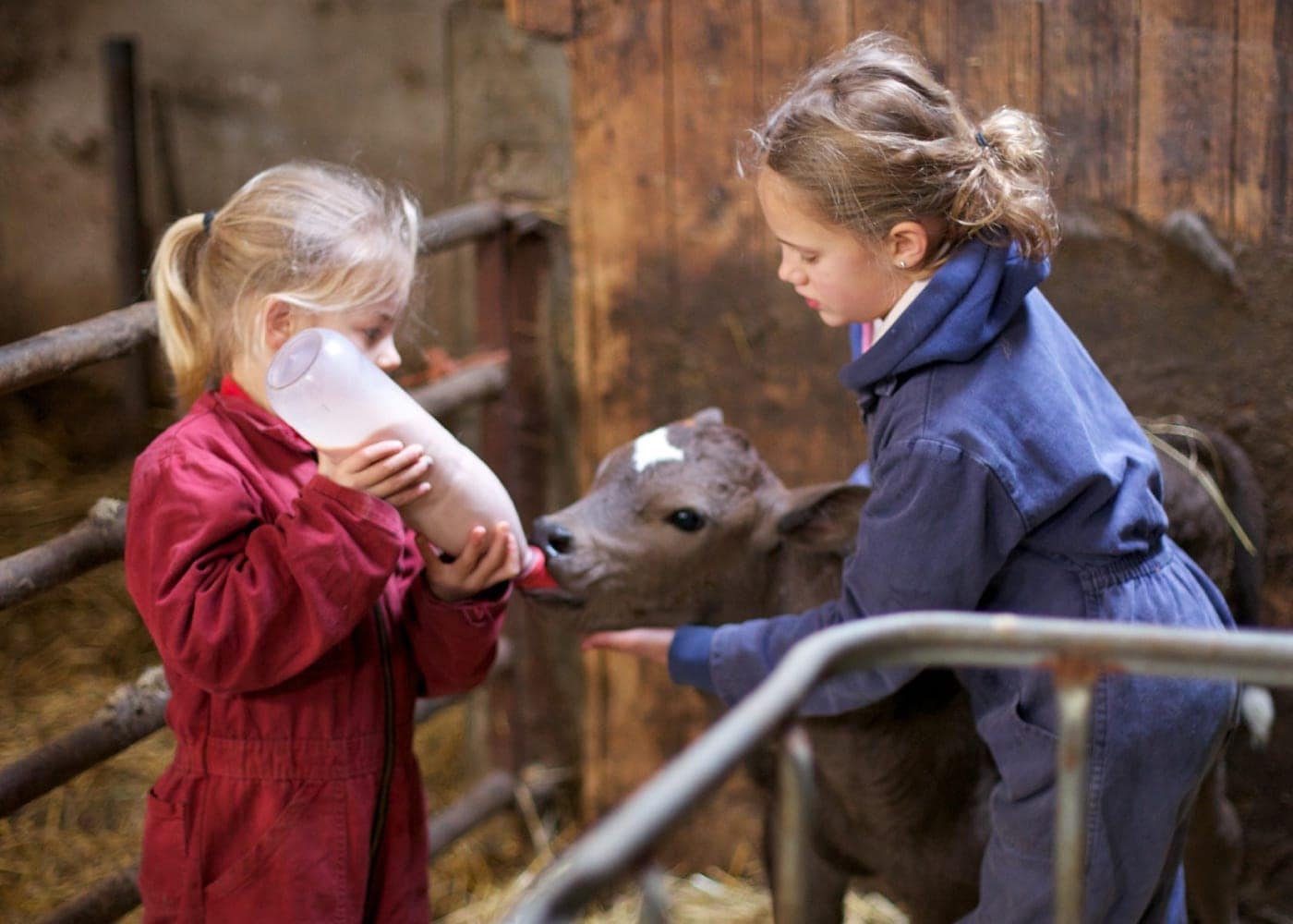 Familienurlaub auf dem Bauernhof in den Niederlande: Kinder können im Stall mithelfen // HIMBEER
