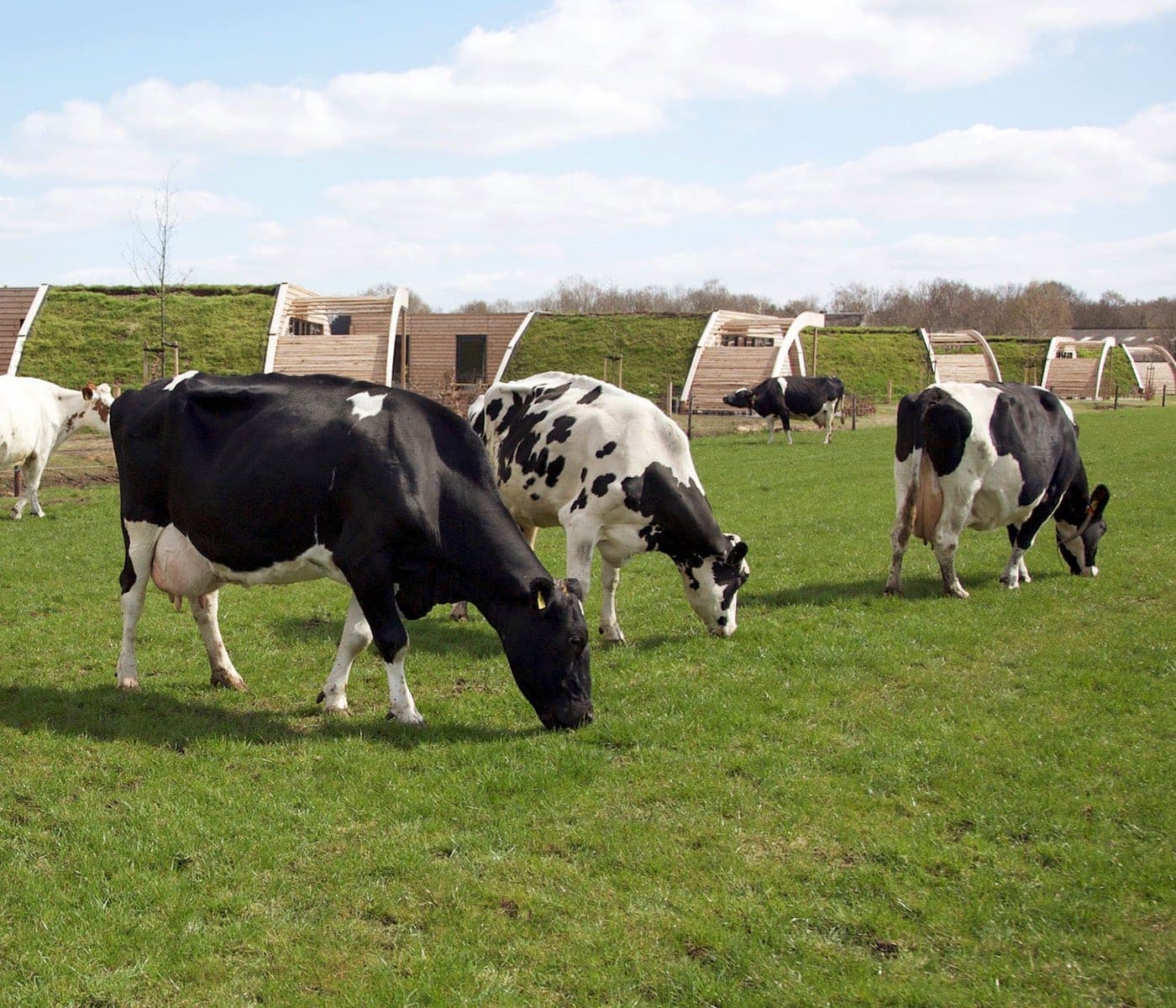 Familienurlaub auf dem Bauernhof: das Koe in de Kost in den Niederlande mit Tieren und Erdhäusern // HIMBEER