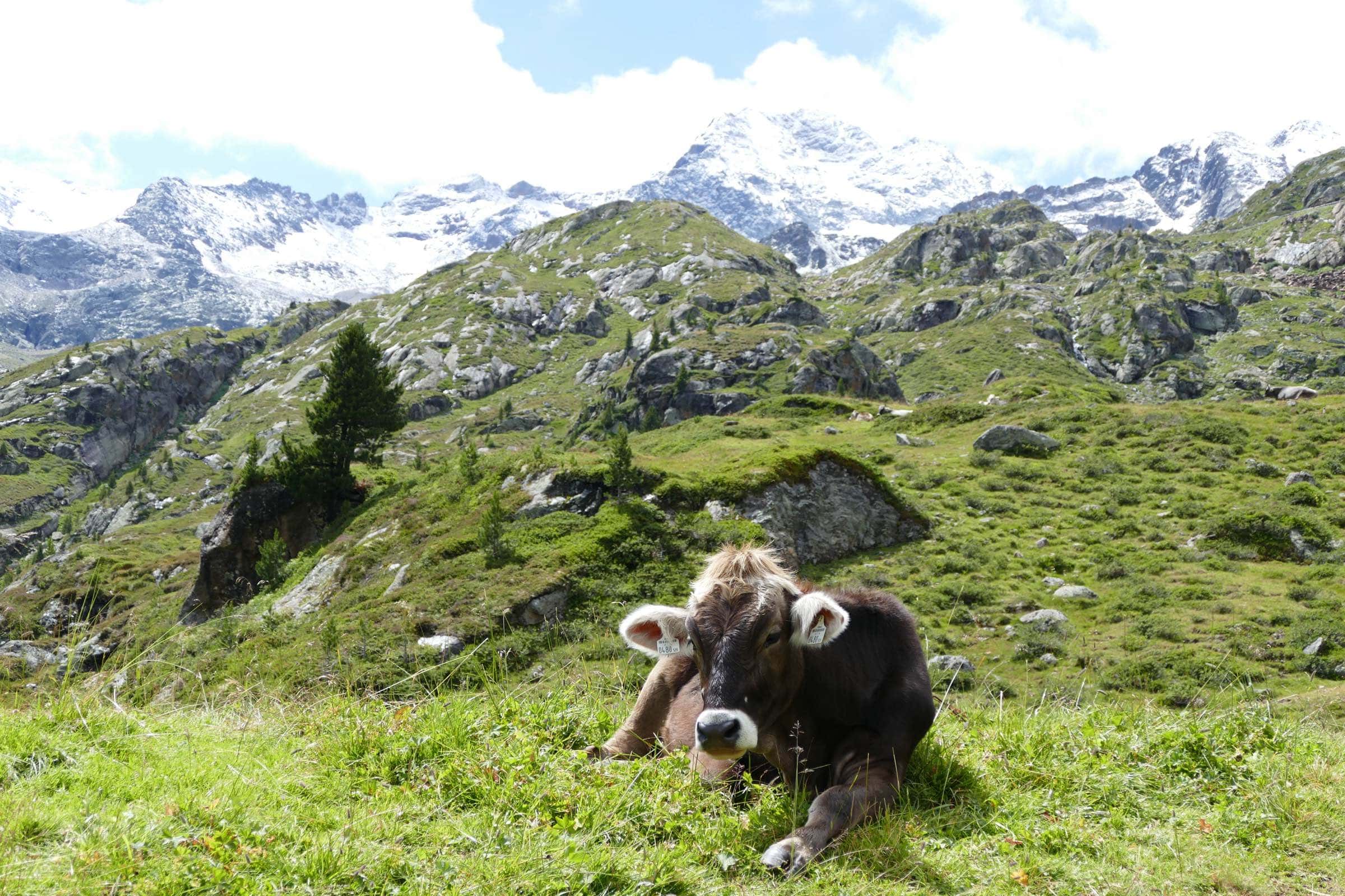 Urlaub in den Bergen // HIMBEER