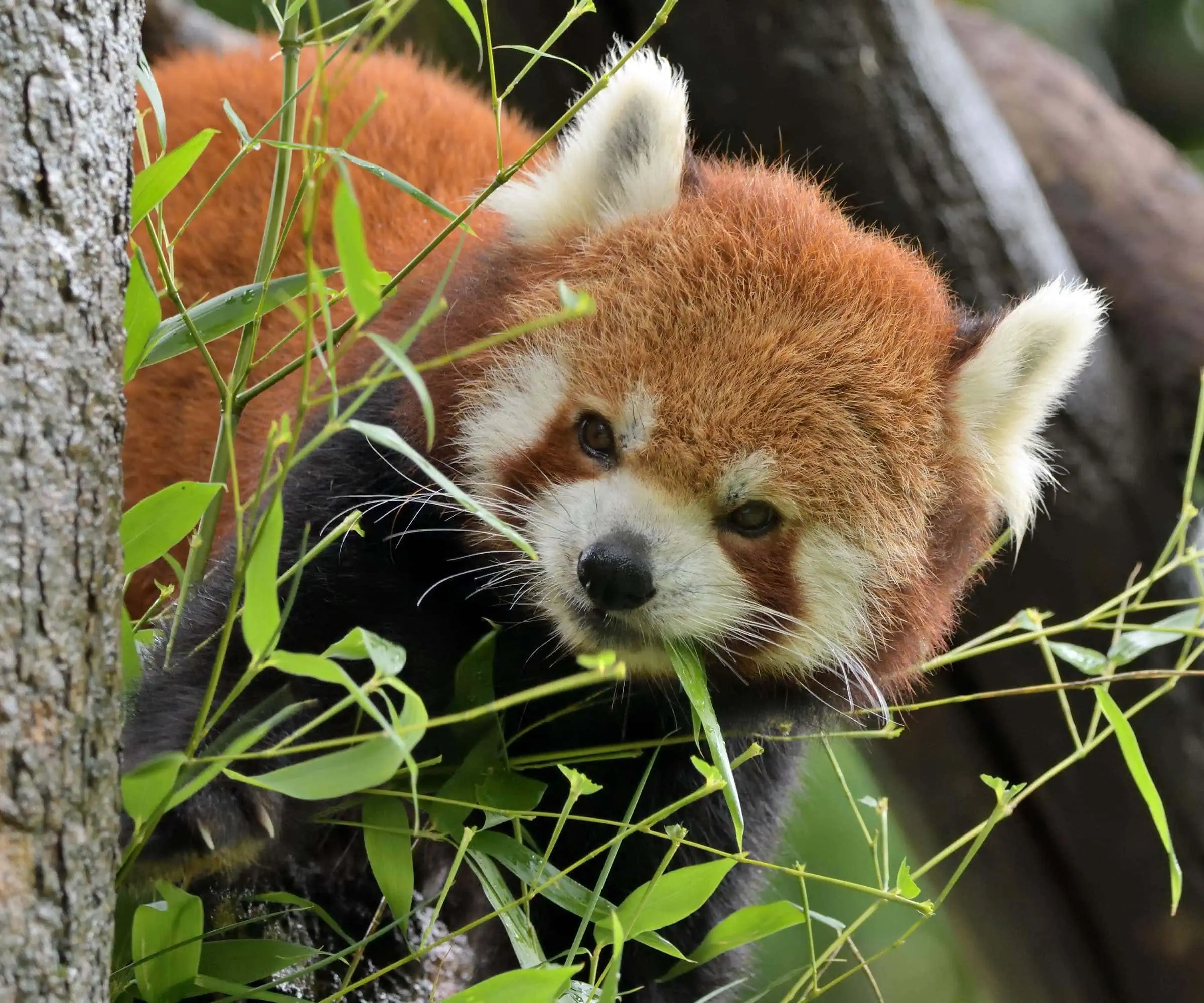 Ausflug mit Kindern in den Tierpark Hellabrunn in München: Roter Panda // HIMBEER