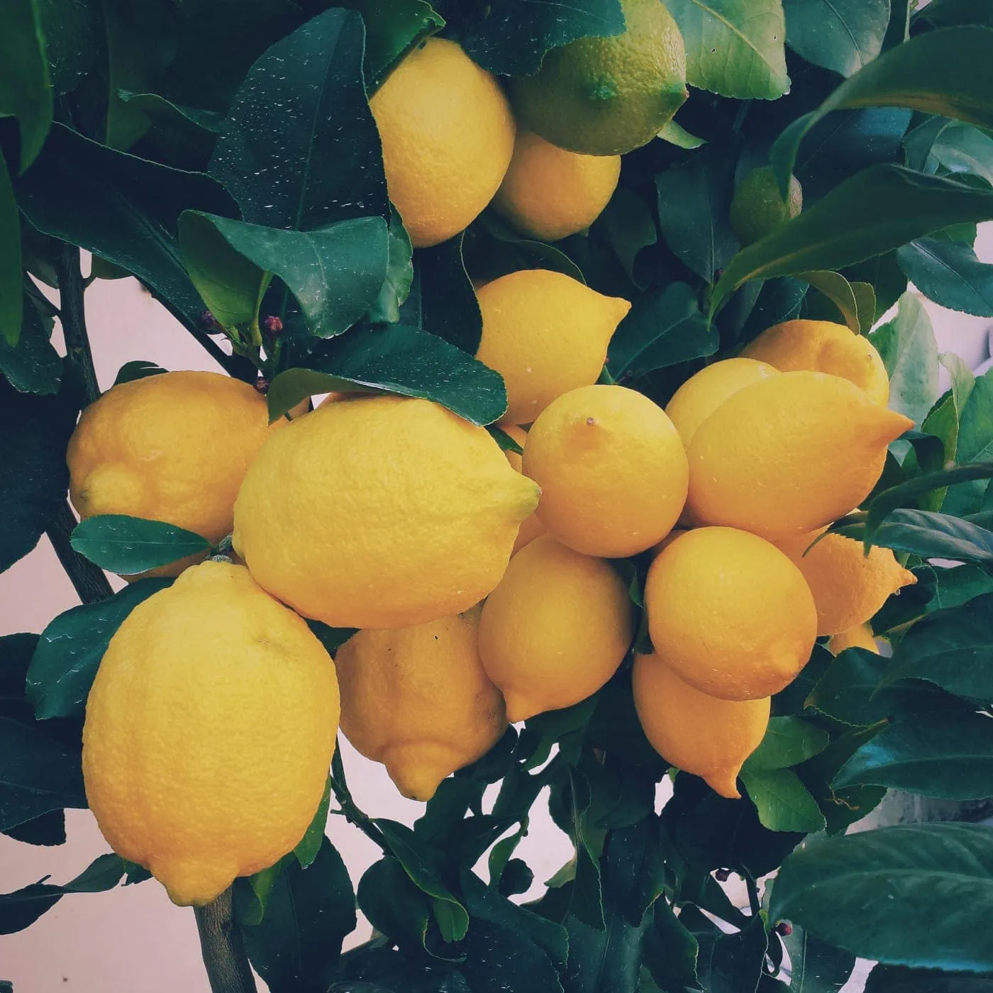 Wesentliche Zutat für vegane Zitronenschnitten:  Zitronen // HIMBEER