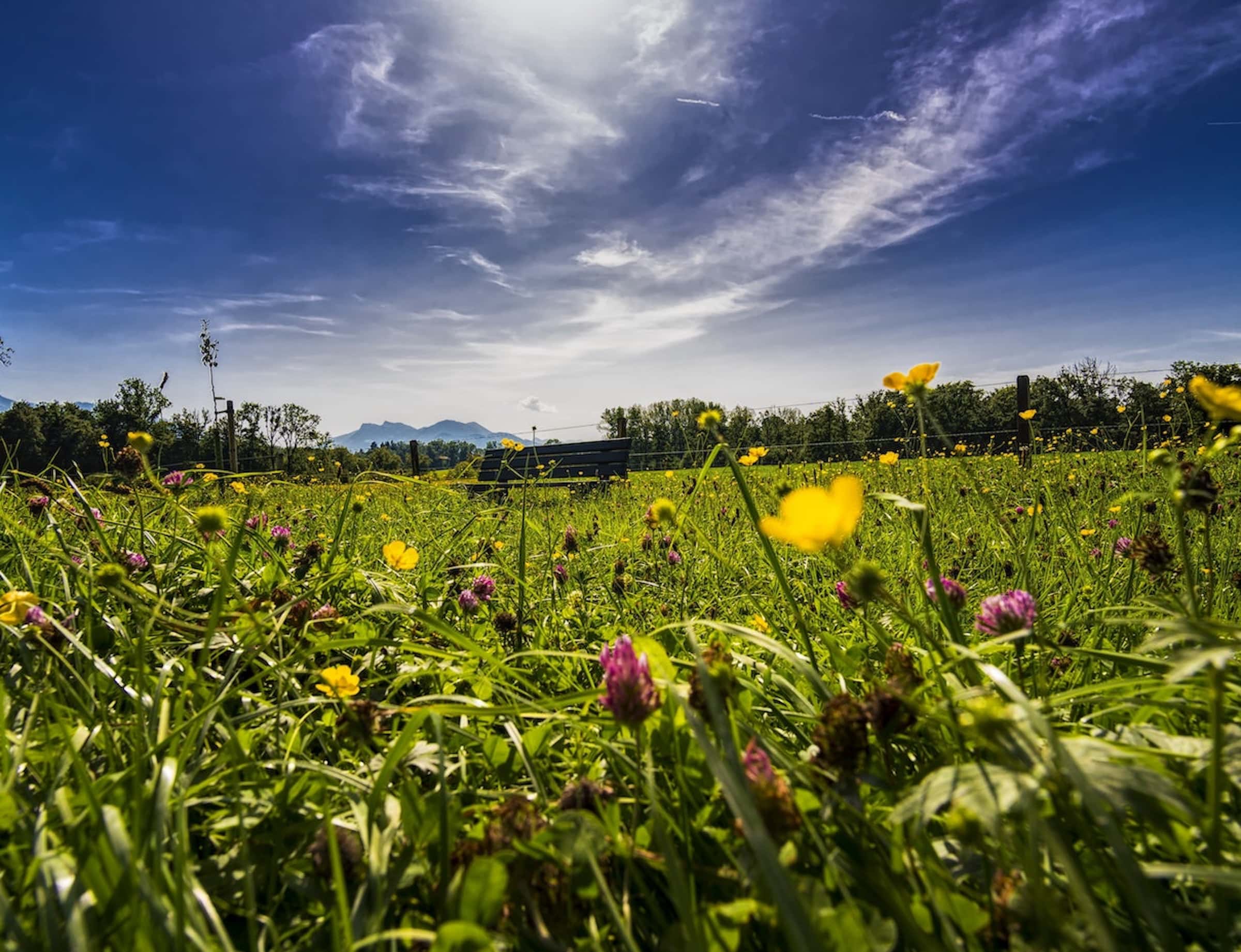 Die zweite Sommerferienwoche in München für Kinder in der Natur beim Heideflächenverein Münchener Norden e.V. // HIMBEER