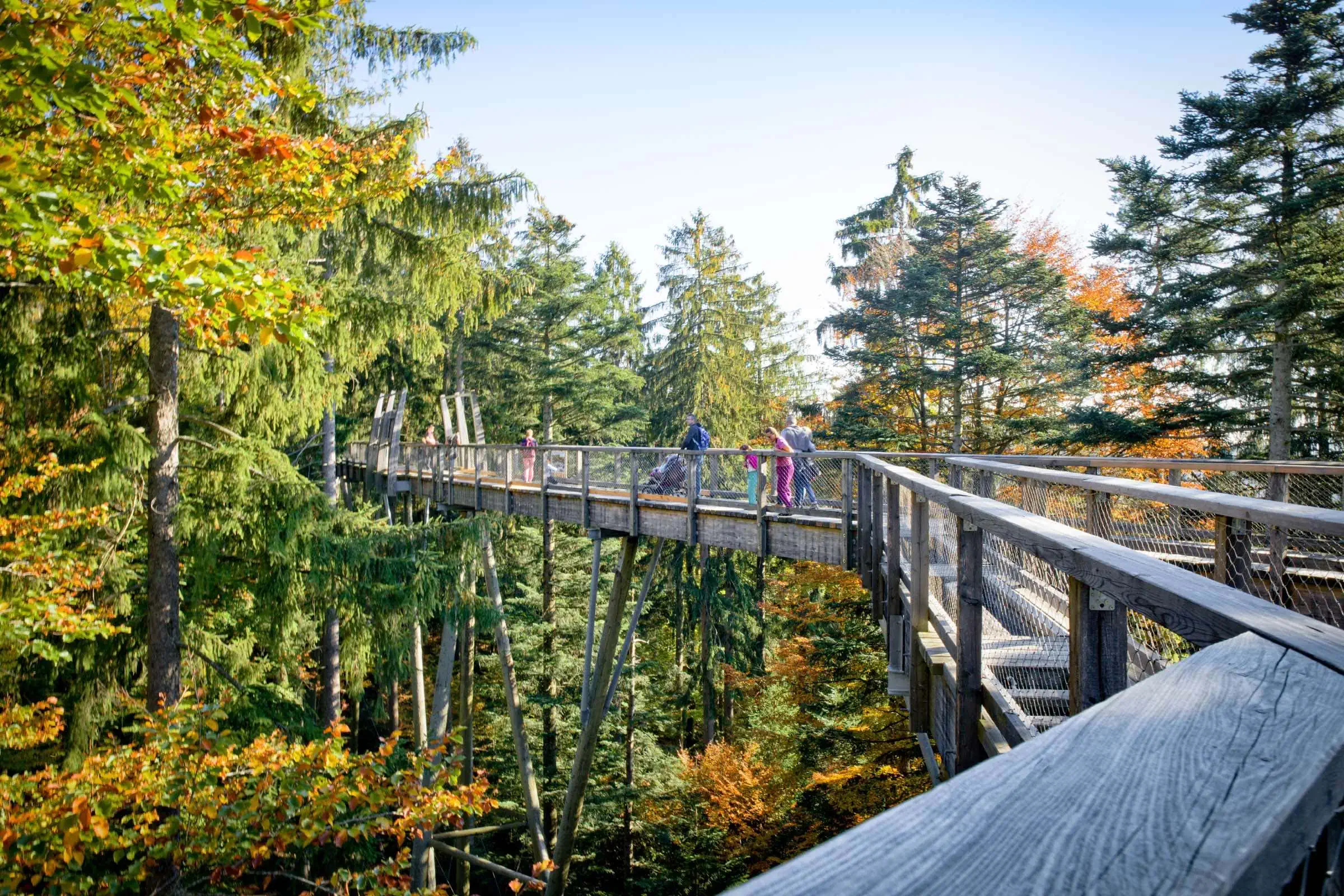 Tipps für den Herbst mit Kindern: Ausflug zum Baumwipfelpfad Bayerischer Wald // HIMBEER