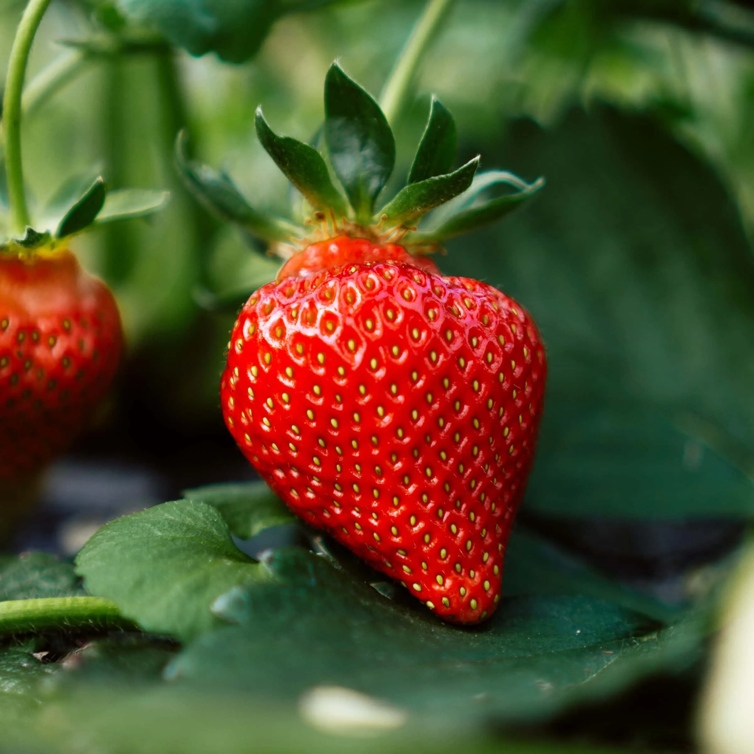 Erdbeeren für Erdbeereis – Rezept // HIMBEER