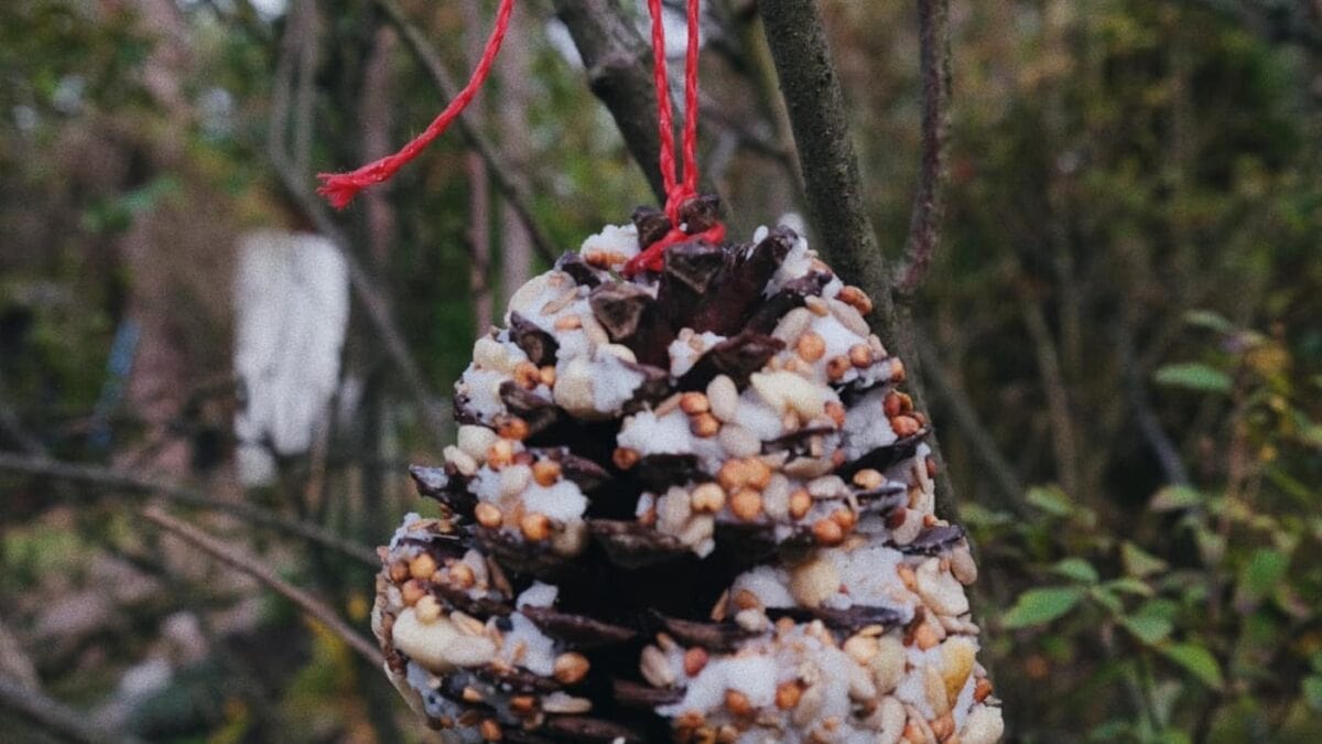 Zapfenfutter aus Weihnachtszeit und Winterwunder