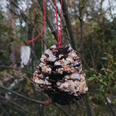 Zapfenfutter aus Weihnachtszeit und Winterwunder