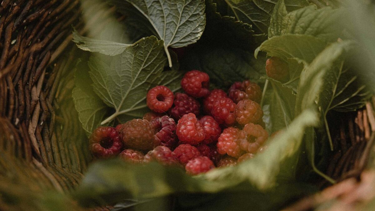 HIMBEER-Leser:innen-Umfrage – macht mit und gewinnt Gutscheine von Denns BioMarkt // HIMBEER