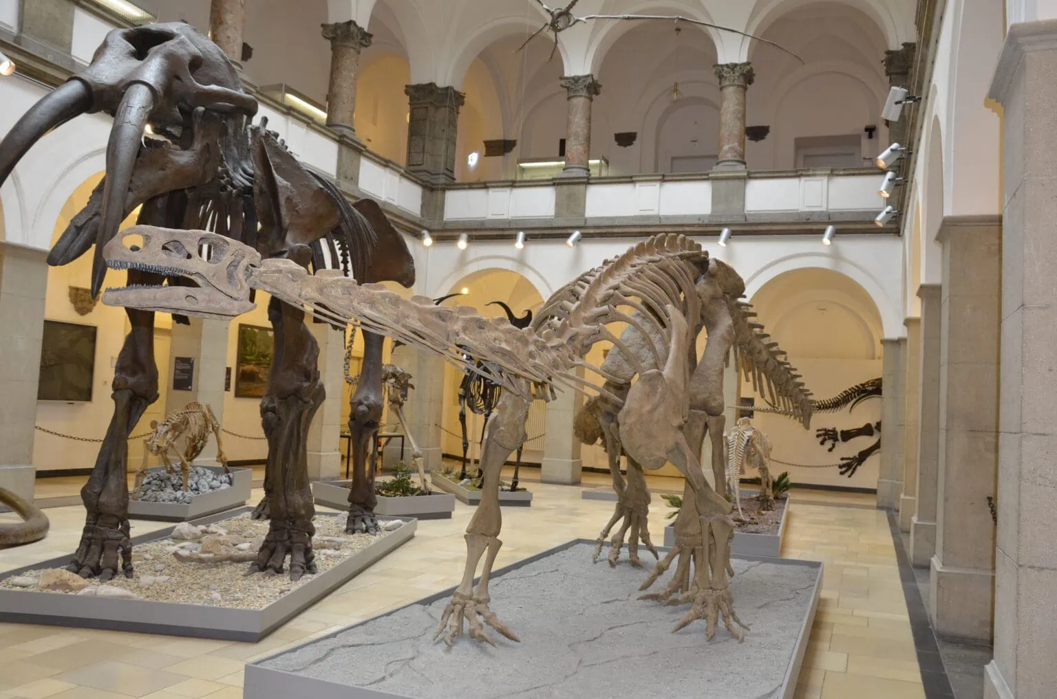 Tipps für die Faschingsferienwoche: Ferienführung Paläontologisches Museum // HIMBEER