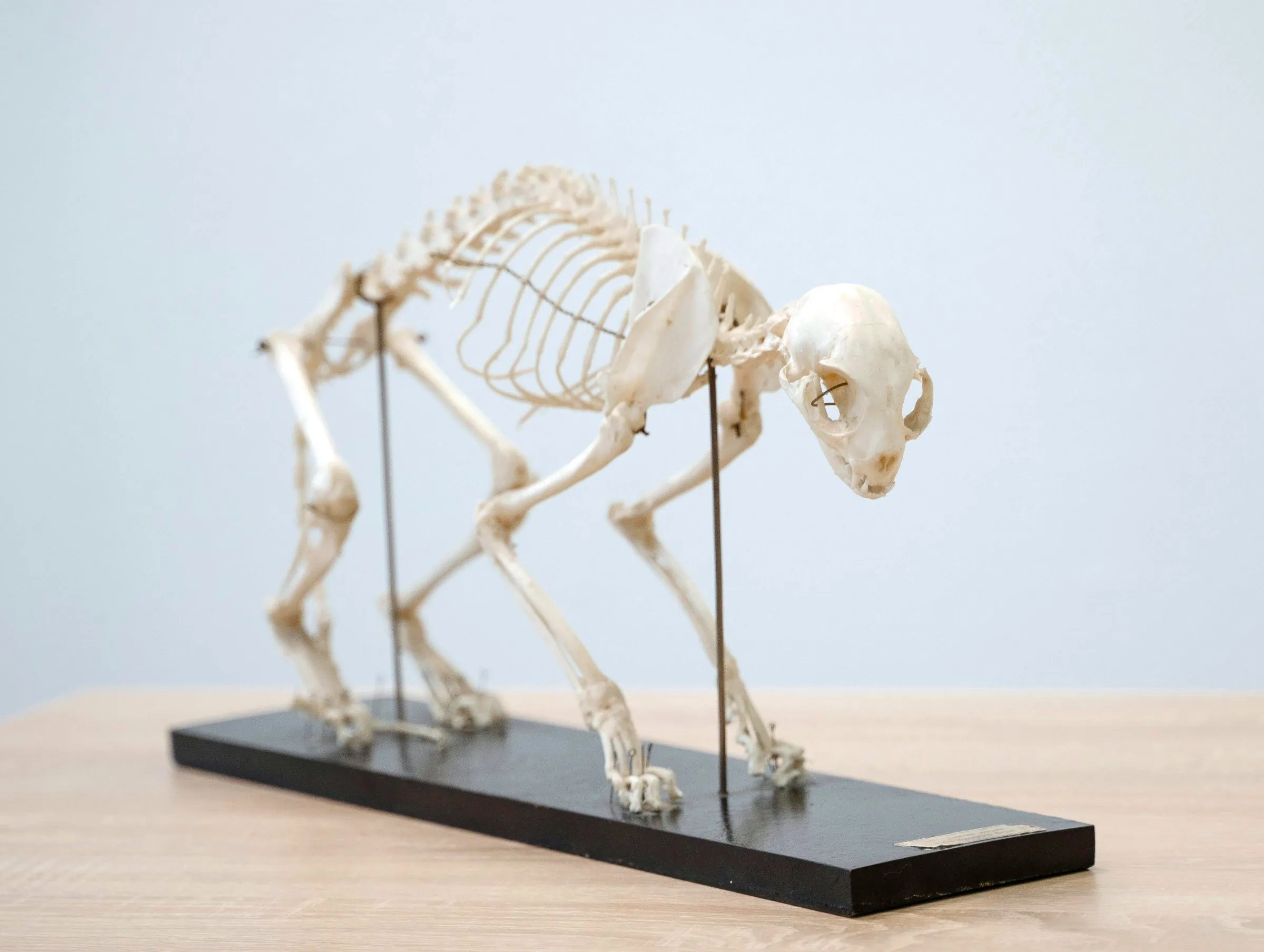 Skelette – Choreografen der Bewegung im MUSEUM MENSCH UND NATUR // HIMBEER
