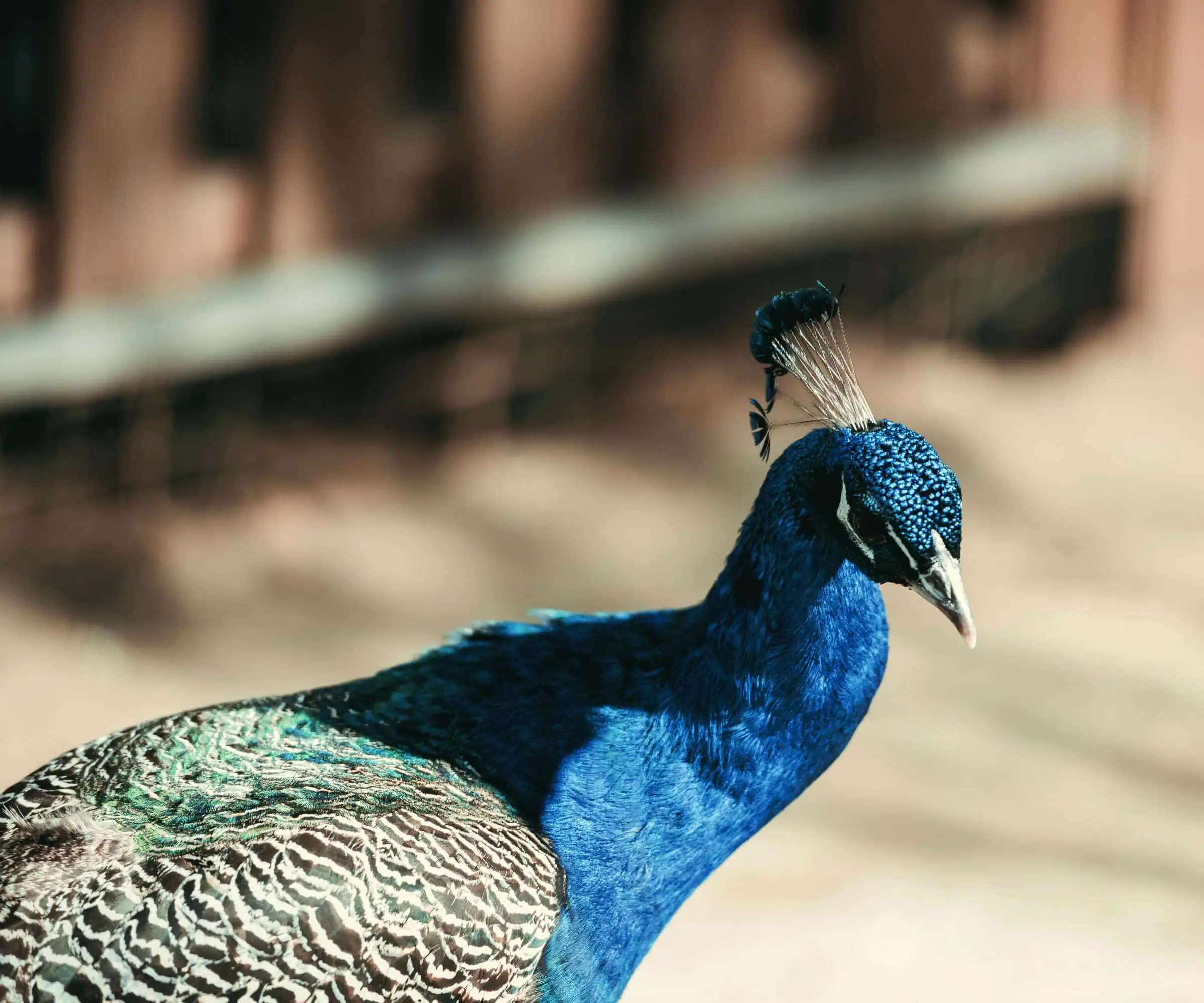 Pfau im Hofgarten // HIMBEER