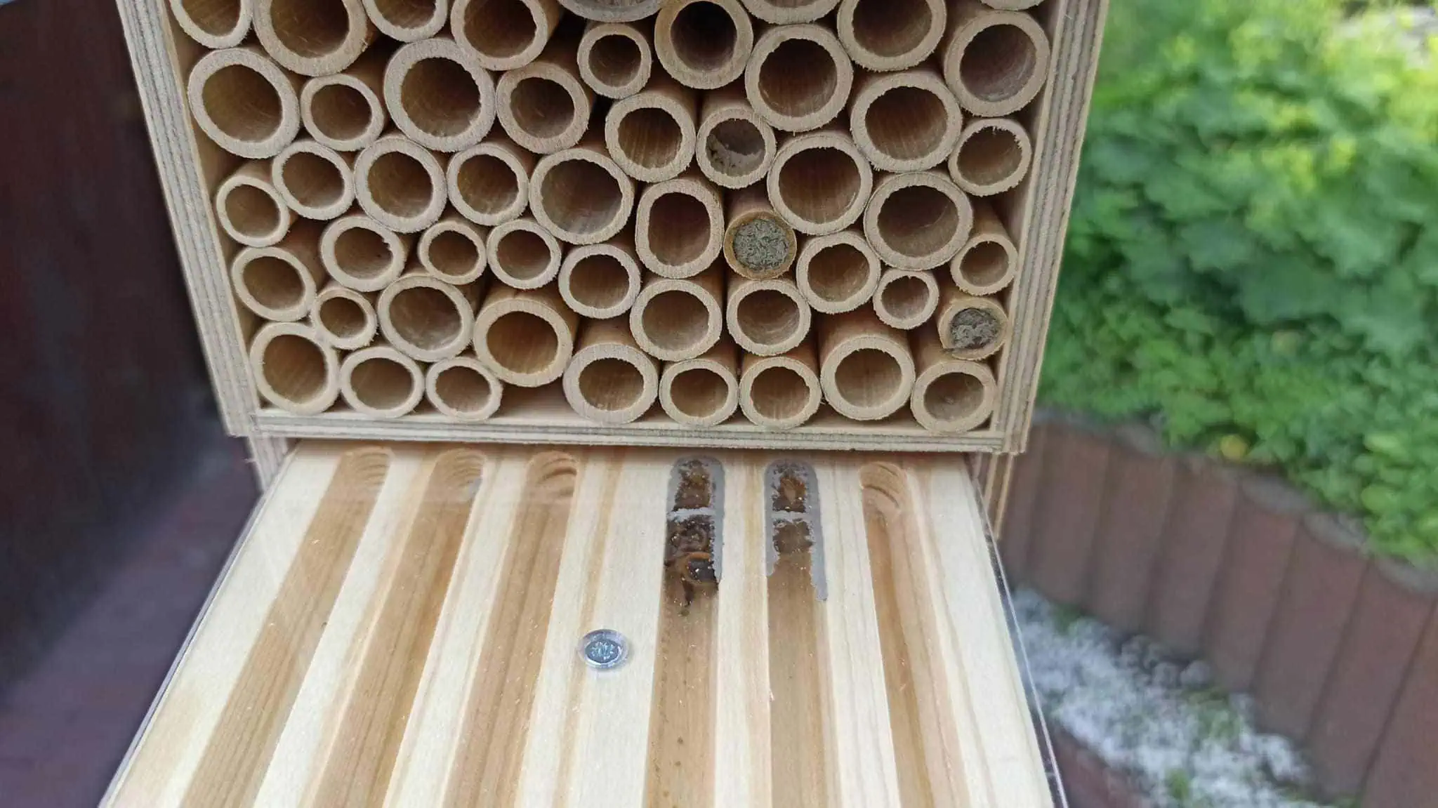 BeeHome von Pollinature im Test // HIMBEER