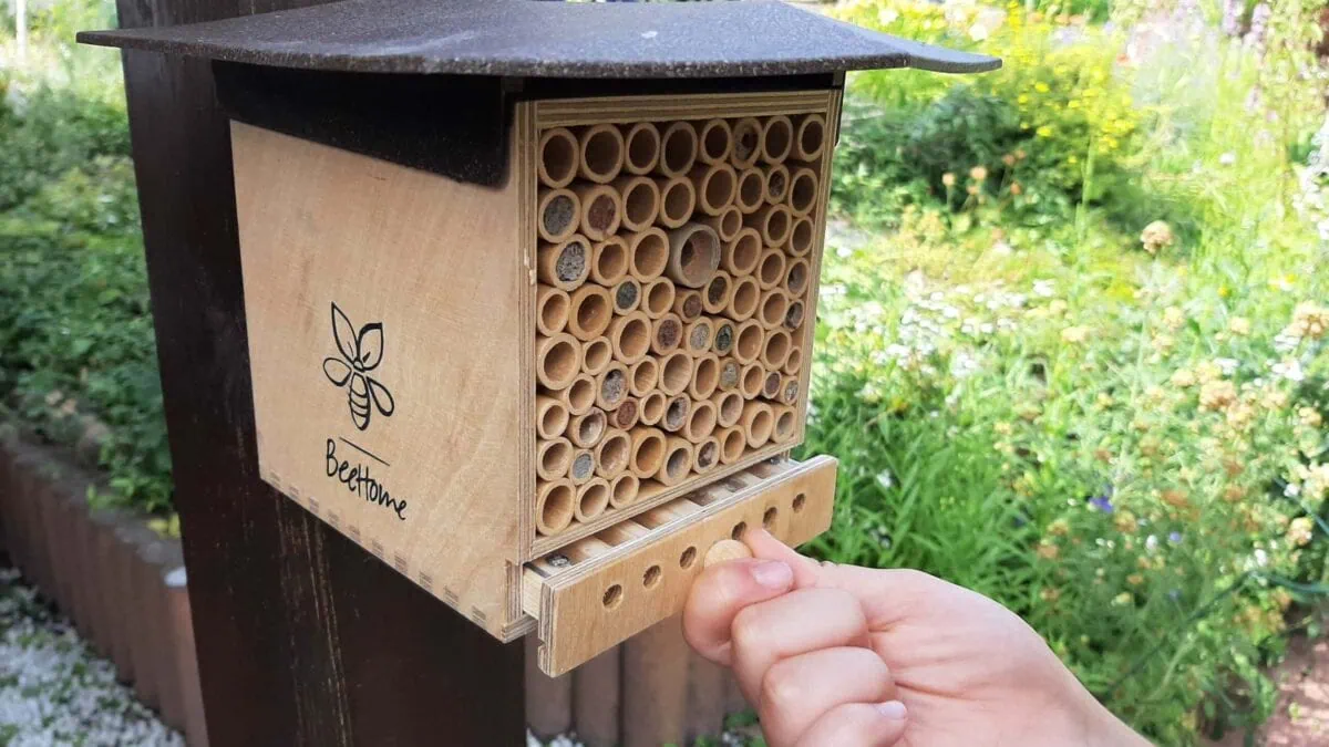 BeeHome von Pollinature im Test // HIMBEER