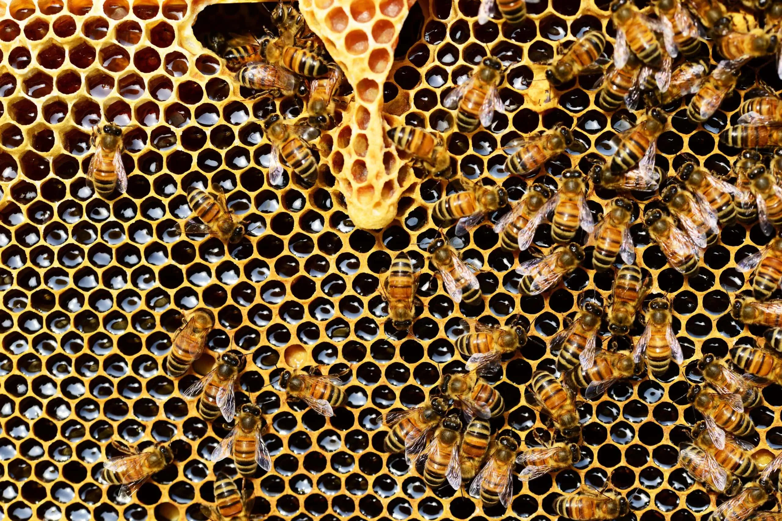 Bienen und Honig Jexhof // HIMBEER