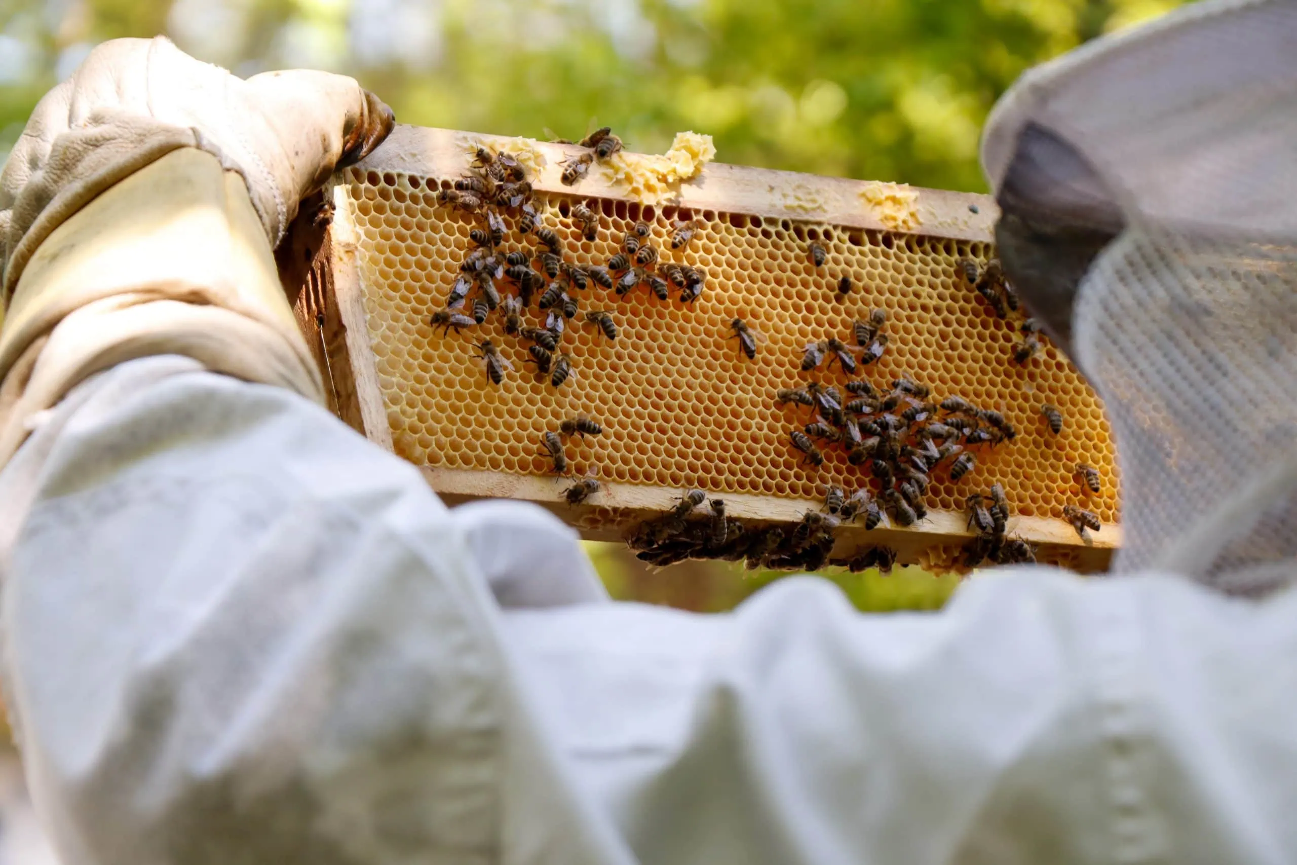 KW 20 Wochenend-Tipps mit Kindern: Was Familien an diesem Wochenende mit Kindern unternehmen können: Bienenwelten // HIMBEER