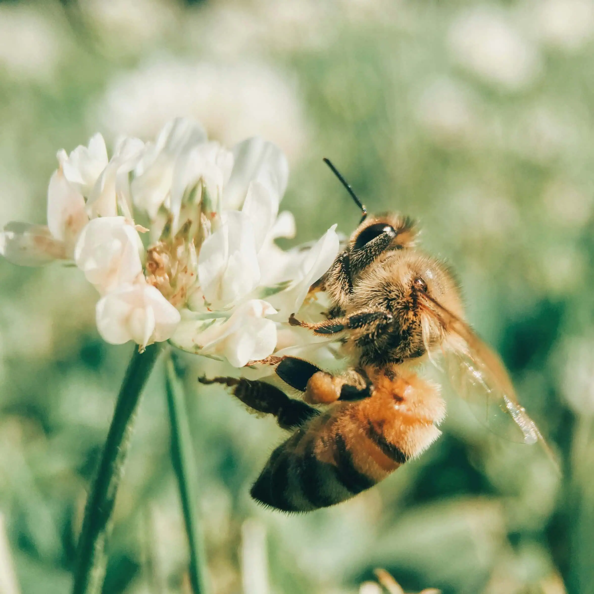 Wochenendtipps für die KW23: Höchste Zeit für Bienen // HIMBEER