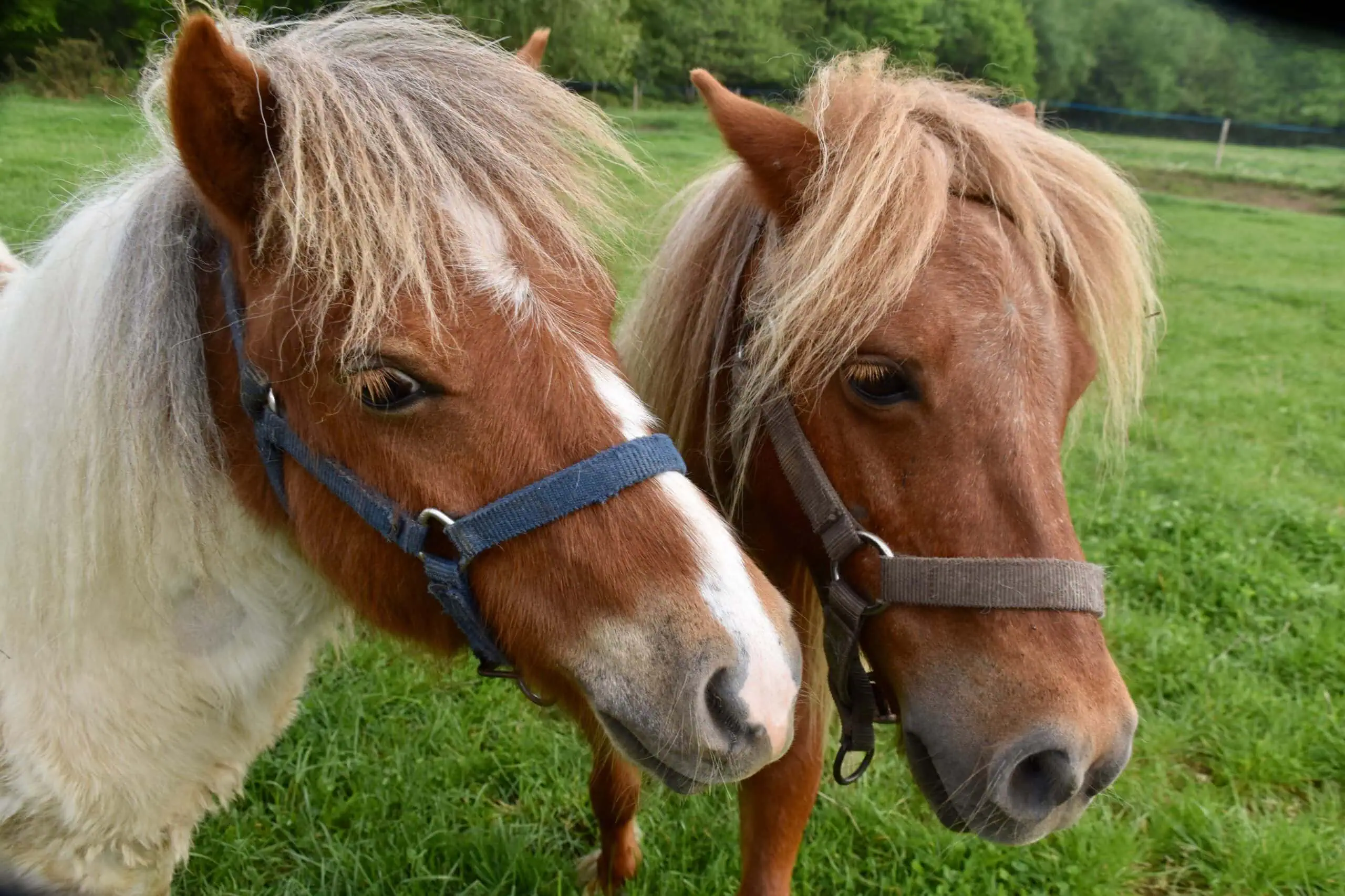 Ponys Matthof // HIMBEER