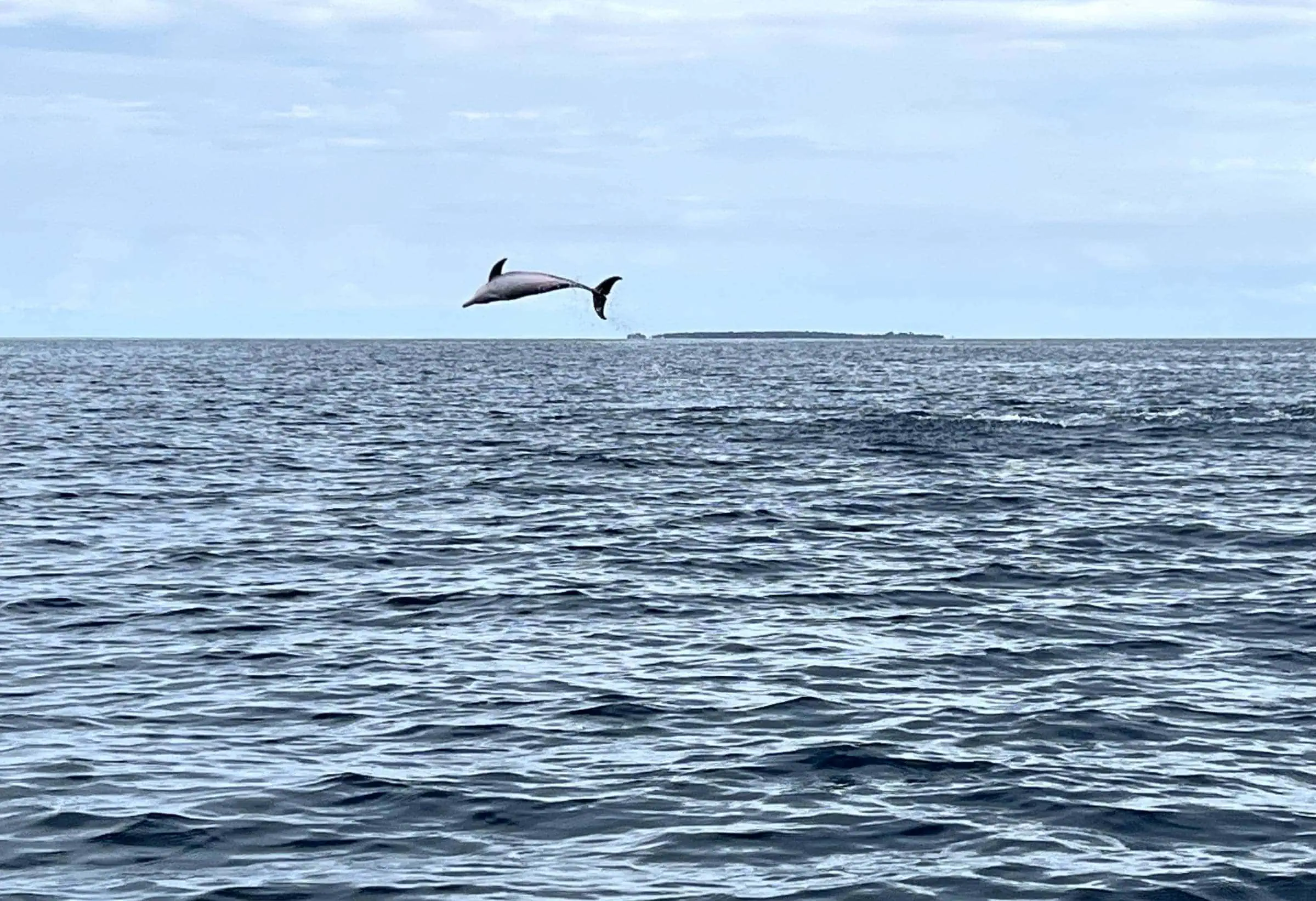 Bootsausflug in Sansibar mit Delfinen // HIMBEER