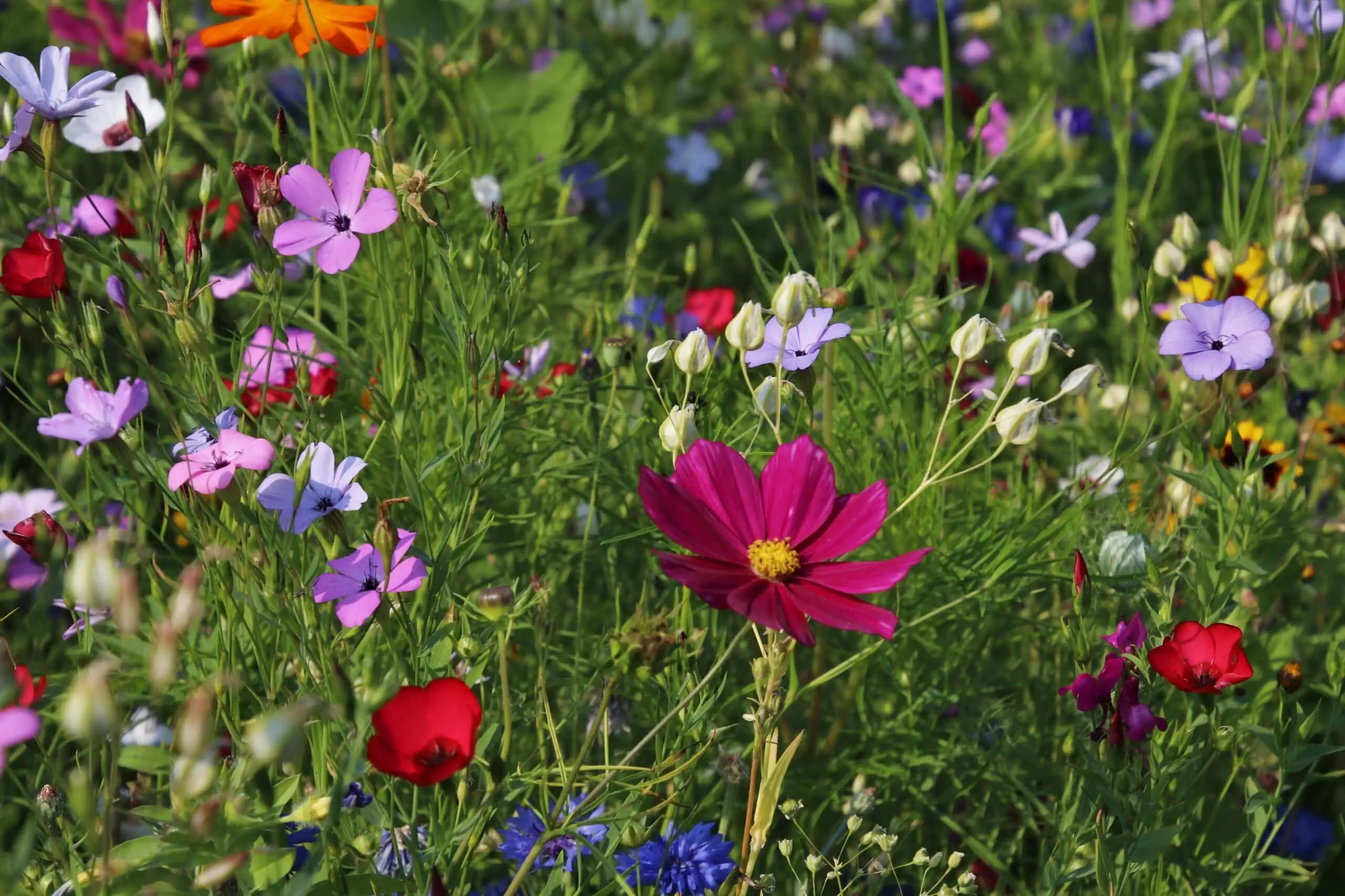 Sommer-Lesegarten //HIMBEER