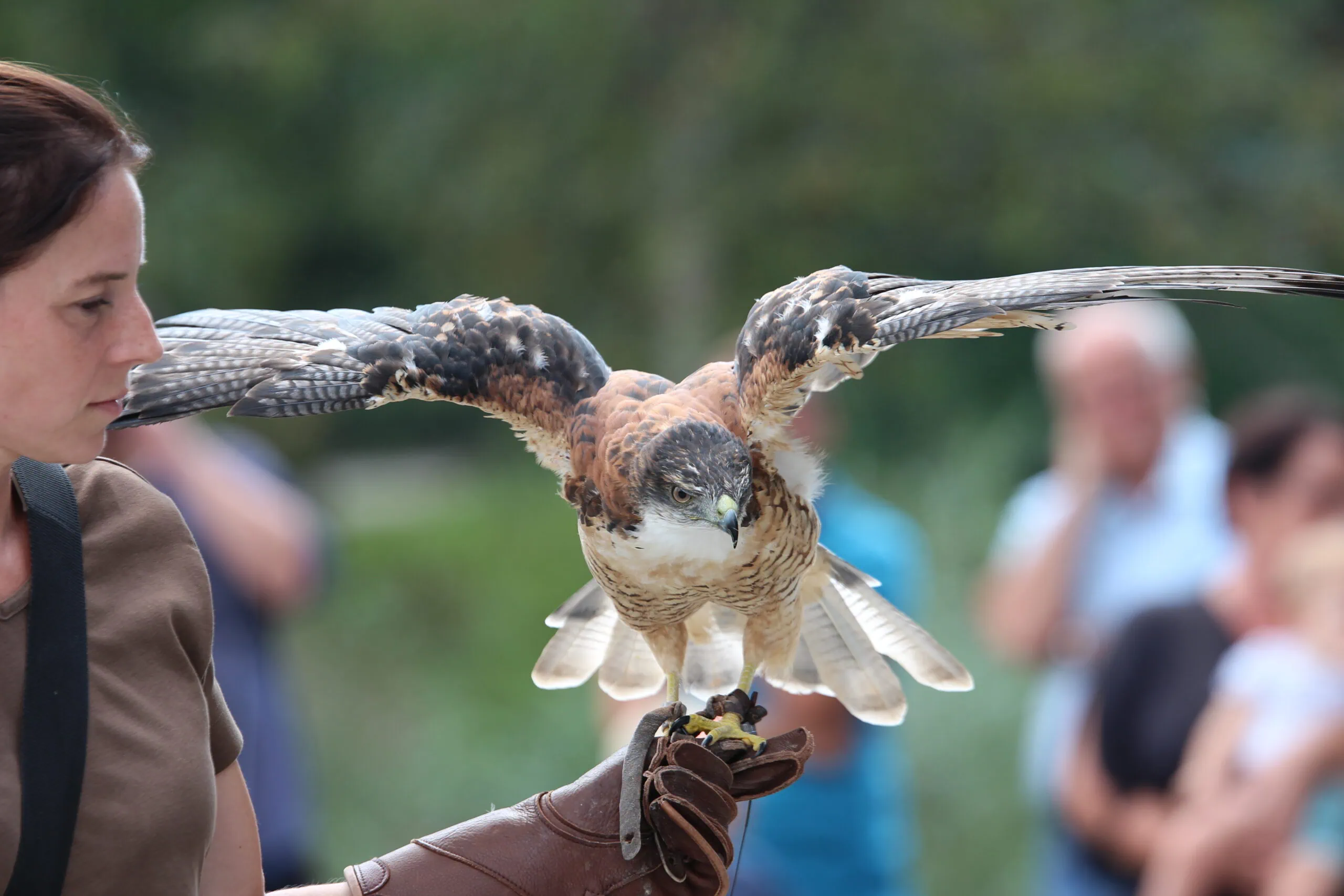 Greifvogeltag Burg Grünwald -Rotrückenbussard // HIMBEER