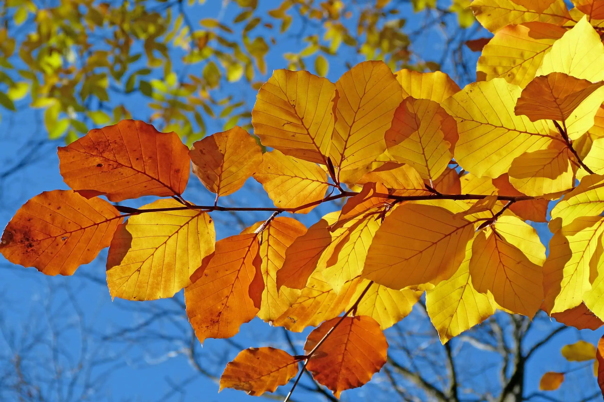 Herbstspaziergang Bunte Blättervielfalt // HIMBEER