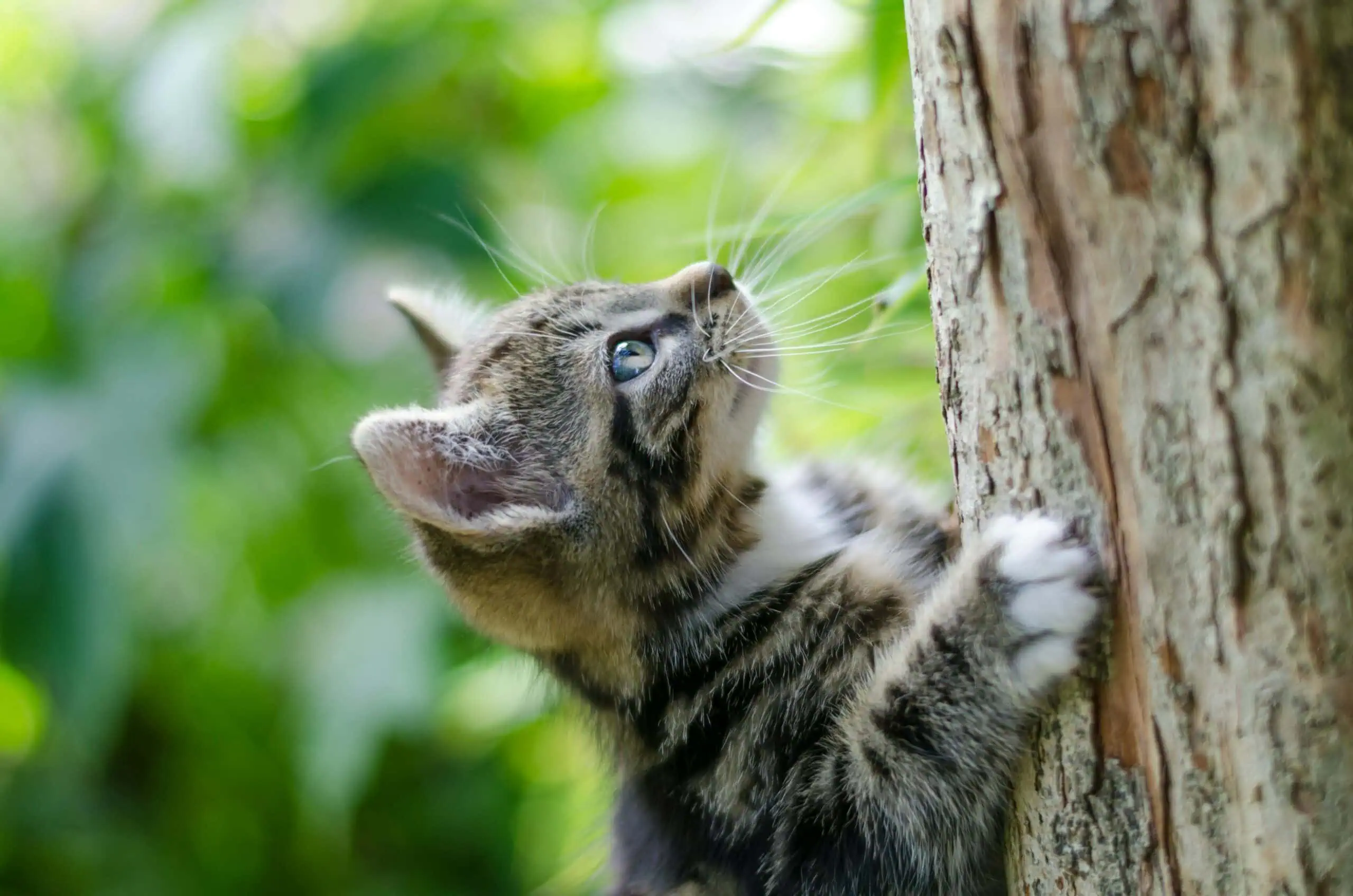 Familienführung Katzen MMN // HIMBEER