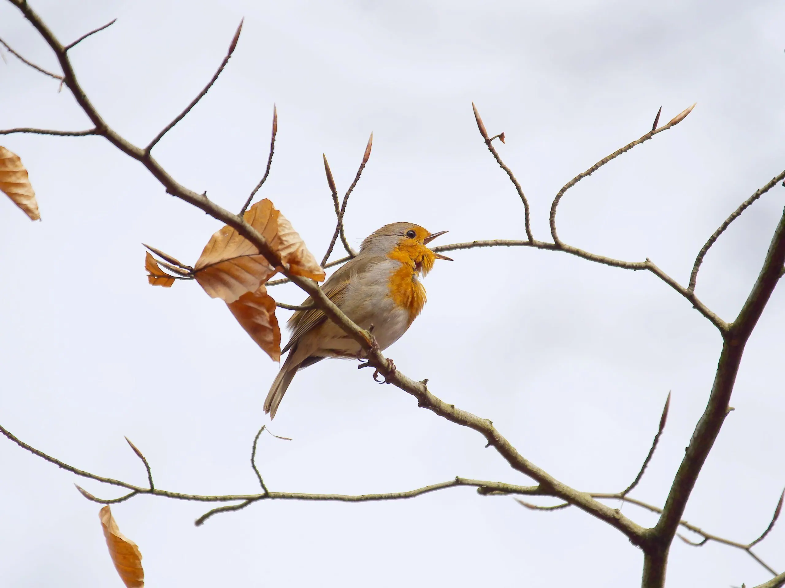 Vögel im Herbst und Winter Echo e.V.// HIMBEER