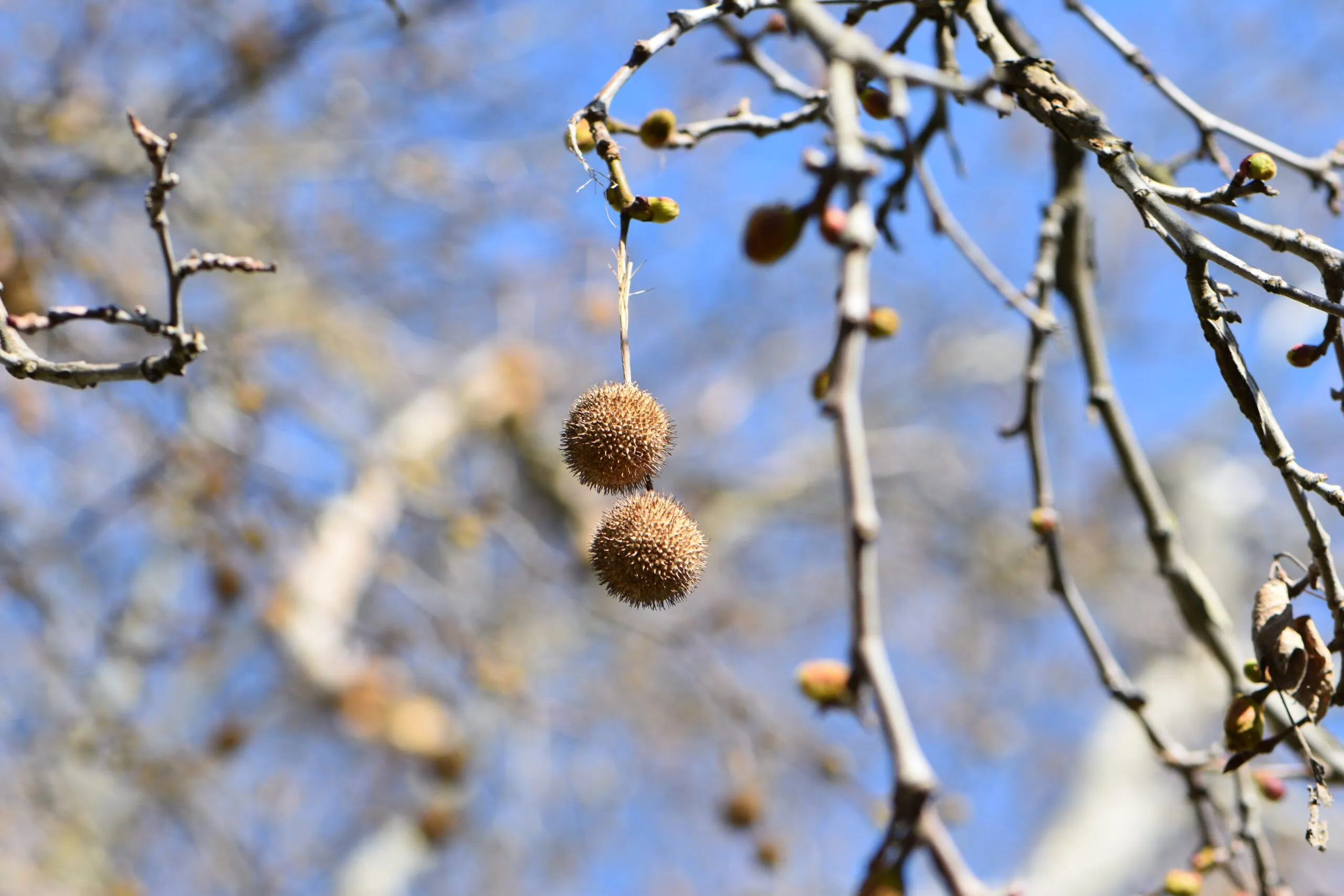 Basteln mit Naturmaterialien // HIMBEER