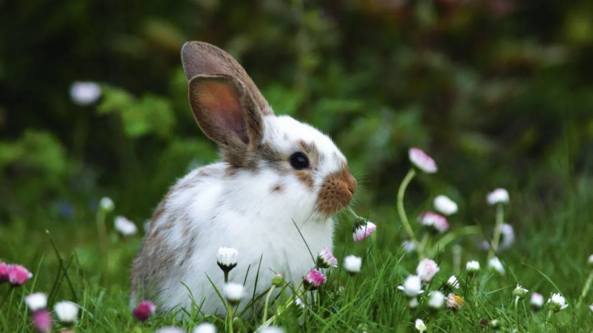 Oster-Gewinnspiel 2026 // HIMBEER