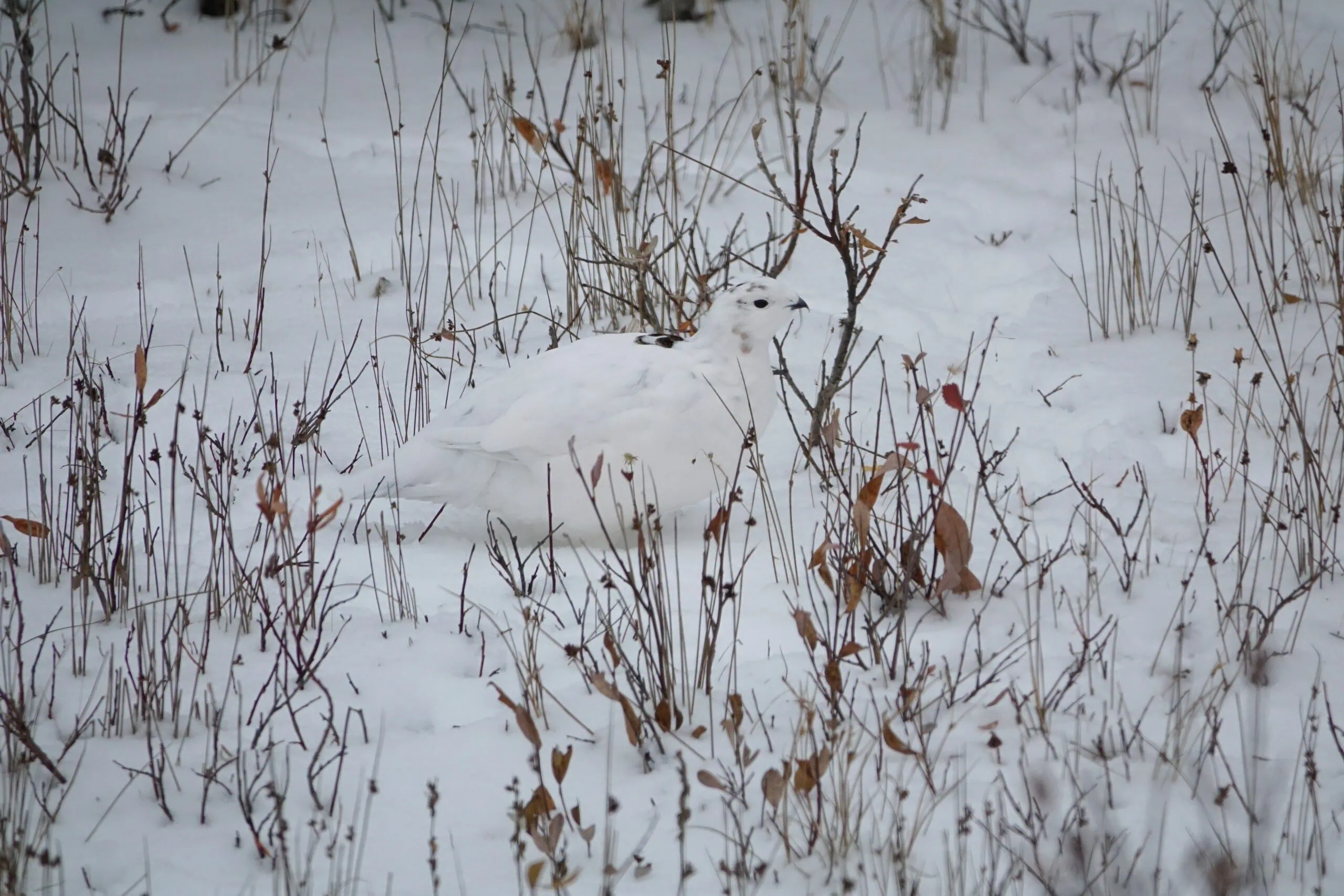 Wo ist das Schneehuhn? Alpines MUseum // HIMBEER