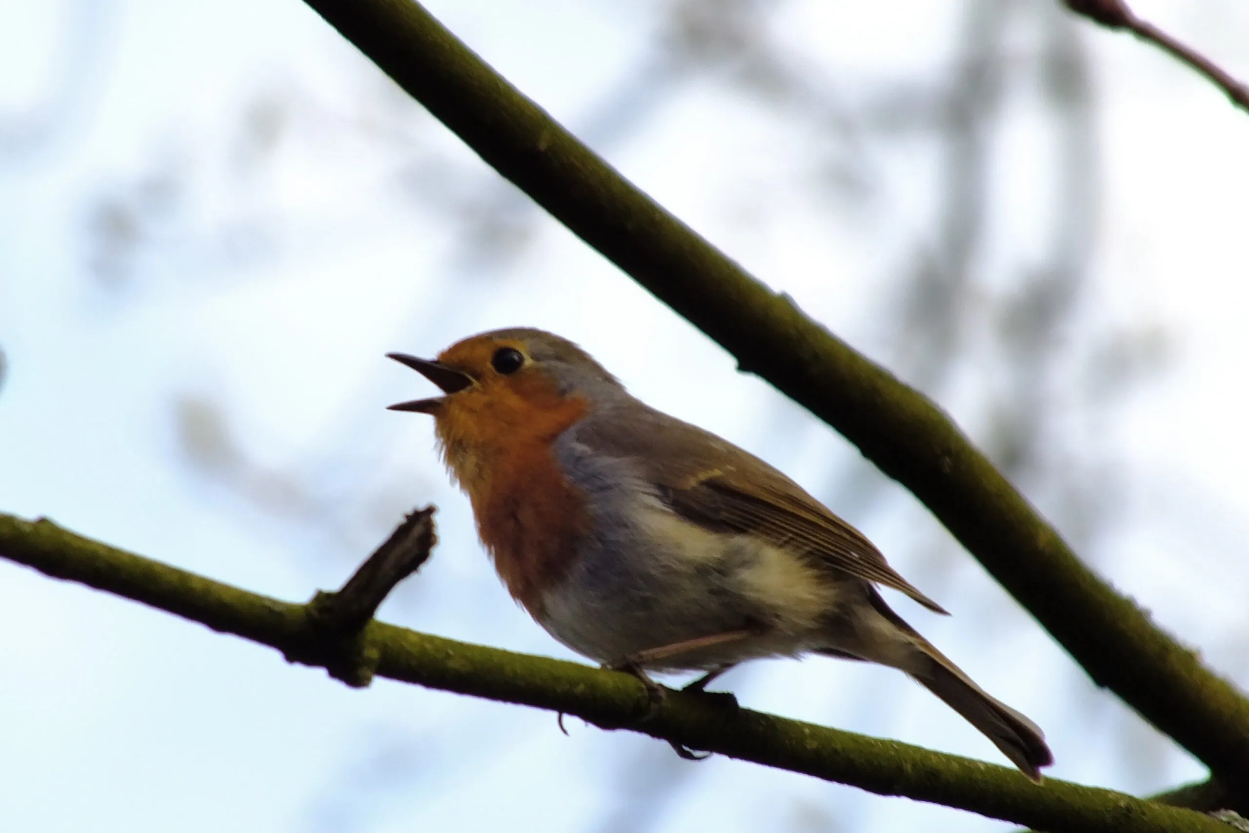 Vogelstimmen im Frühling, Grünwerkstatt ECHO e.V. // HIMBEER 