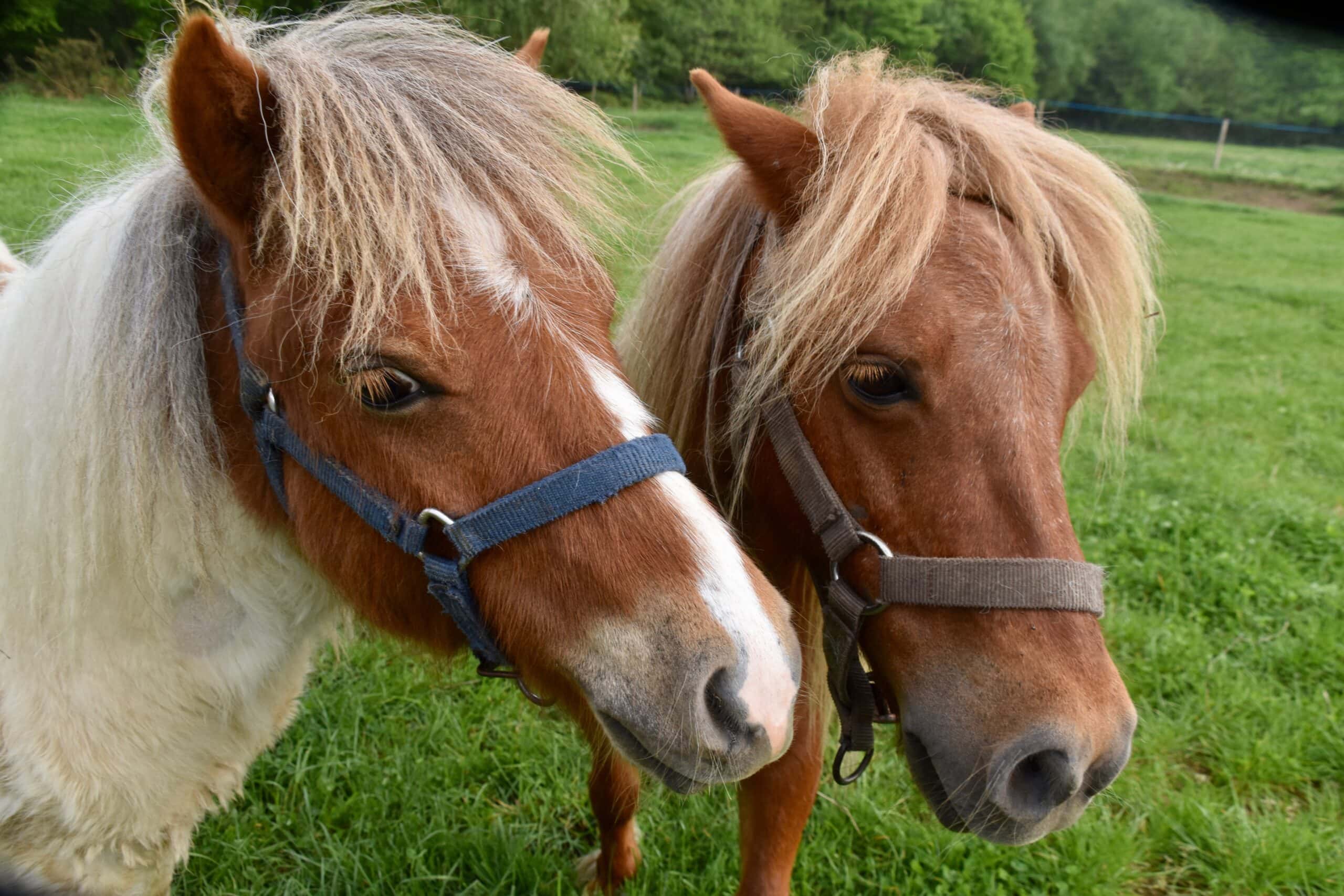 Pony Wanderung – Tipps fürs Wochenende KW 29 // HIMBEER