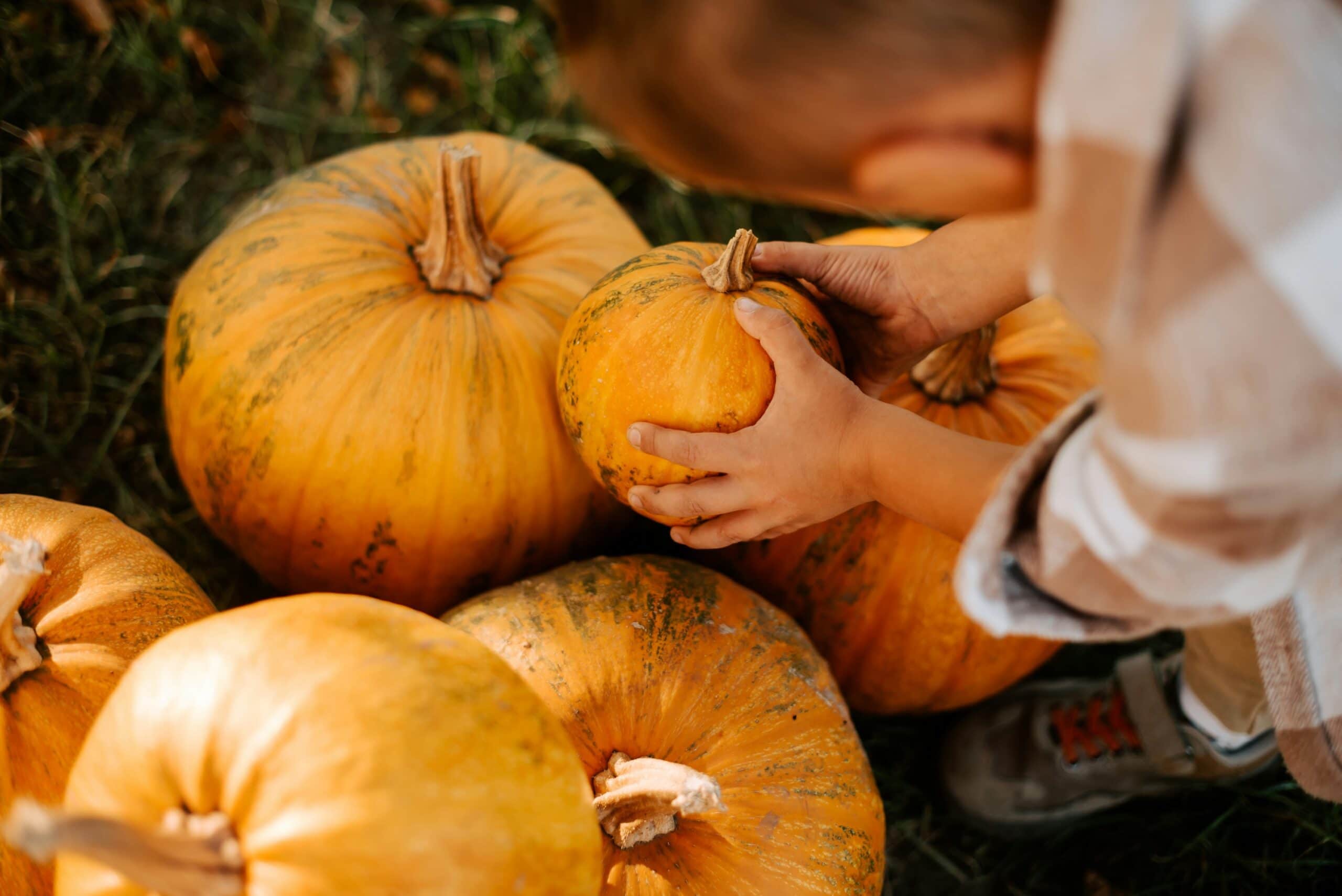 Den Herbst und die Ernte mit Kindern feiern – Kürbisse und mehr