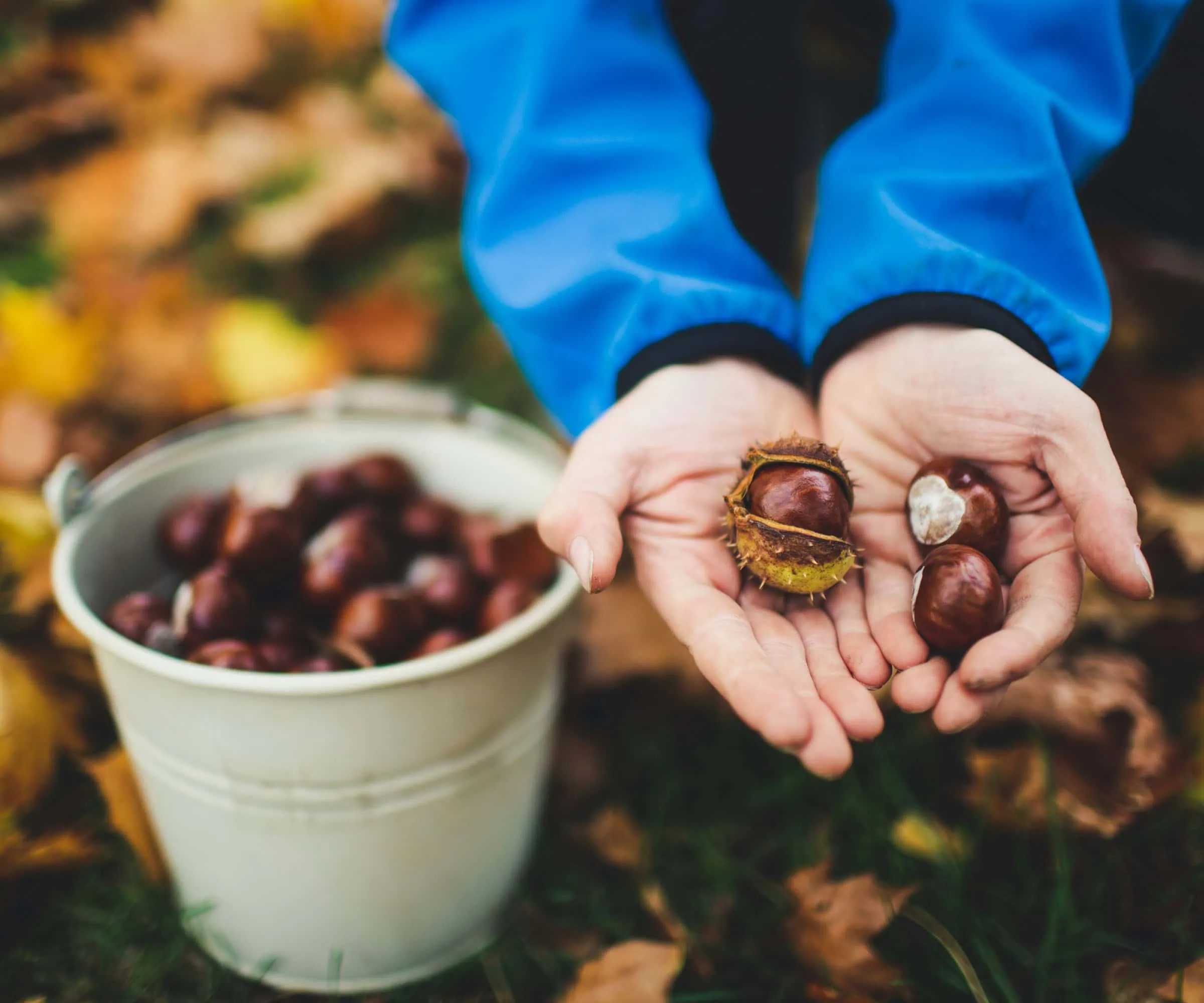 Herbst mit Kindern: Kastanien sammeln