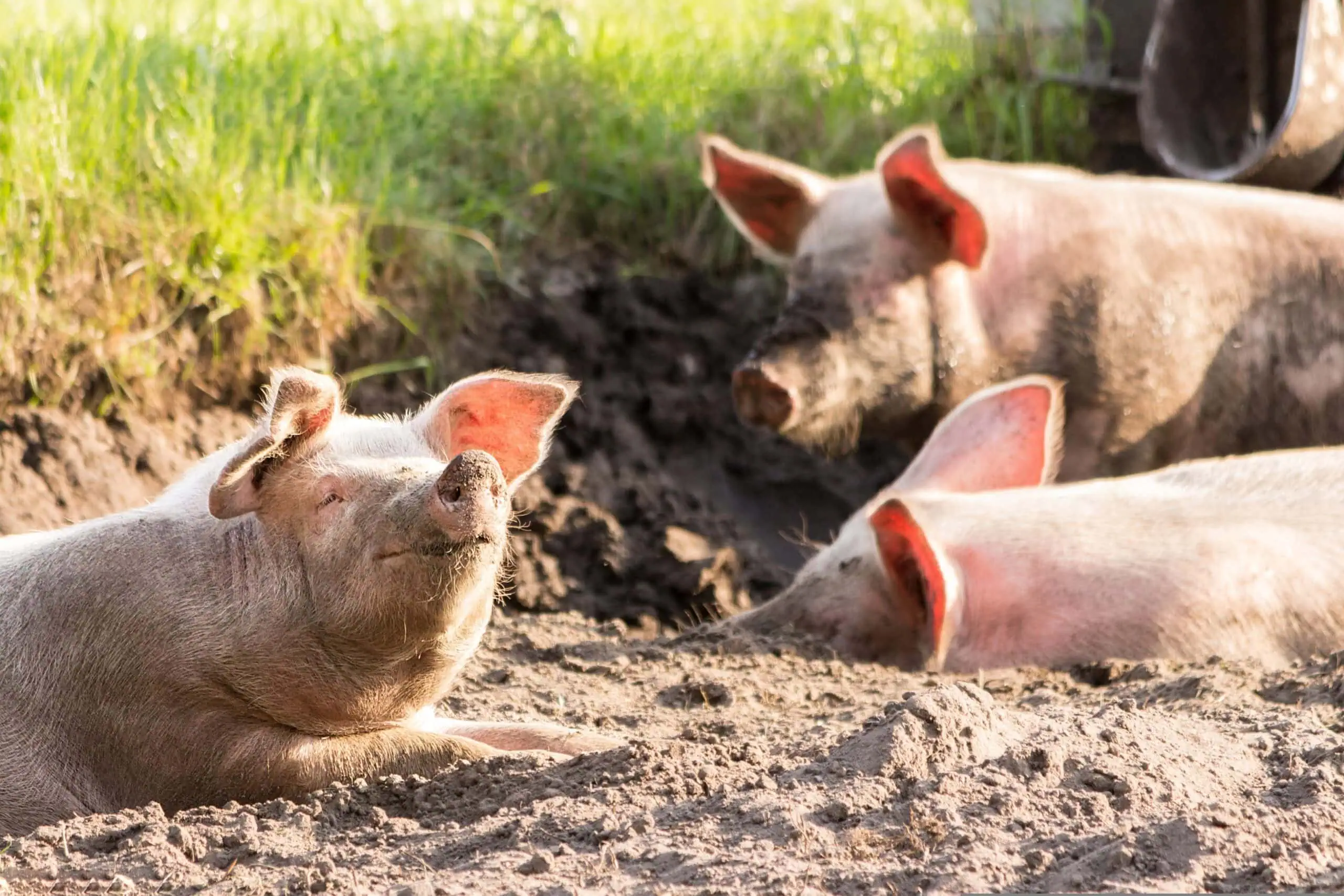 Tierführung Herrmannsdorfer Landwerkstätten – Tipps für die fünfte Sommerferienwoche KW 36 // HIMBEER