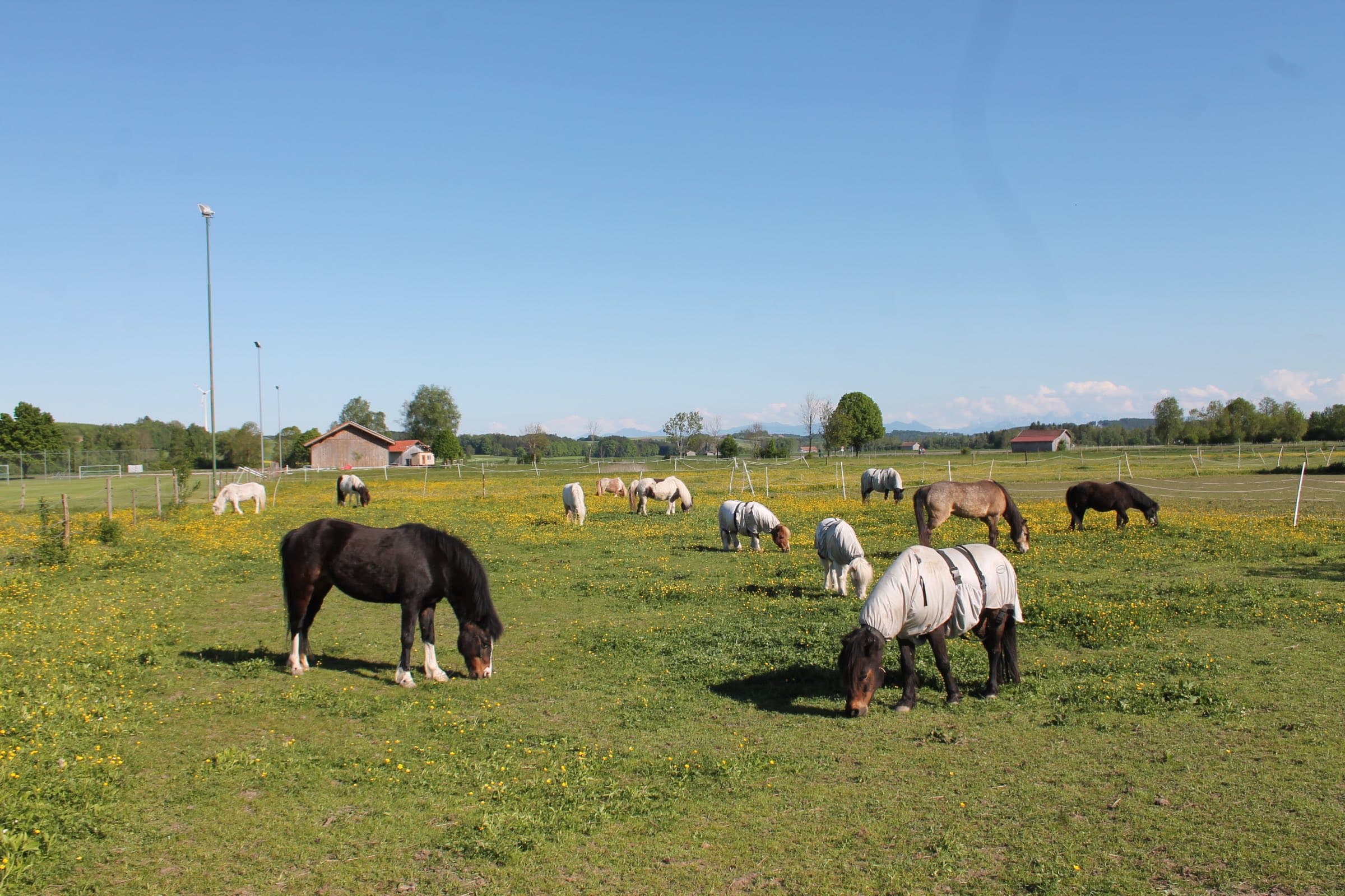 TOP Anbieter:innen für aktive Ferienkurse: Pferde- und Gnadenhof Alte Mühle im Bruck // HIMBEER 