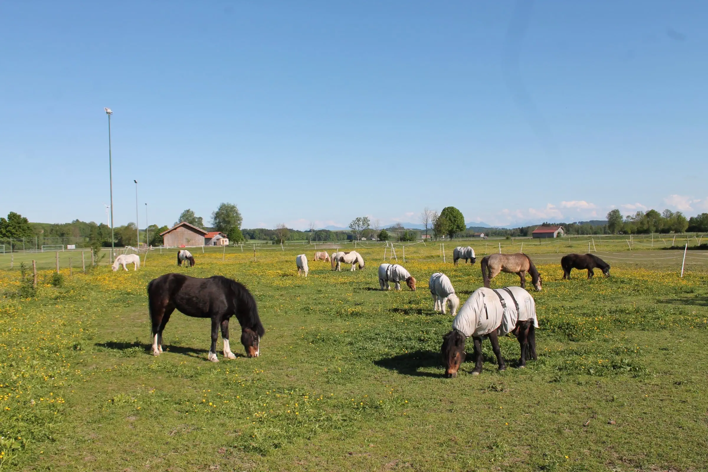 TOP Anbieter:innen für aktive Ferienkurse: Pferde- und Gnadenhof Alte Mühle im Bruck // HIMBEER