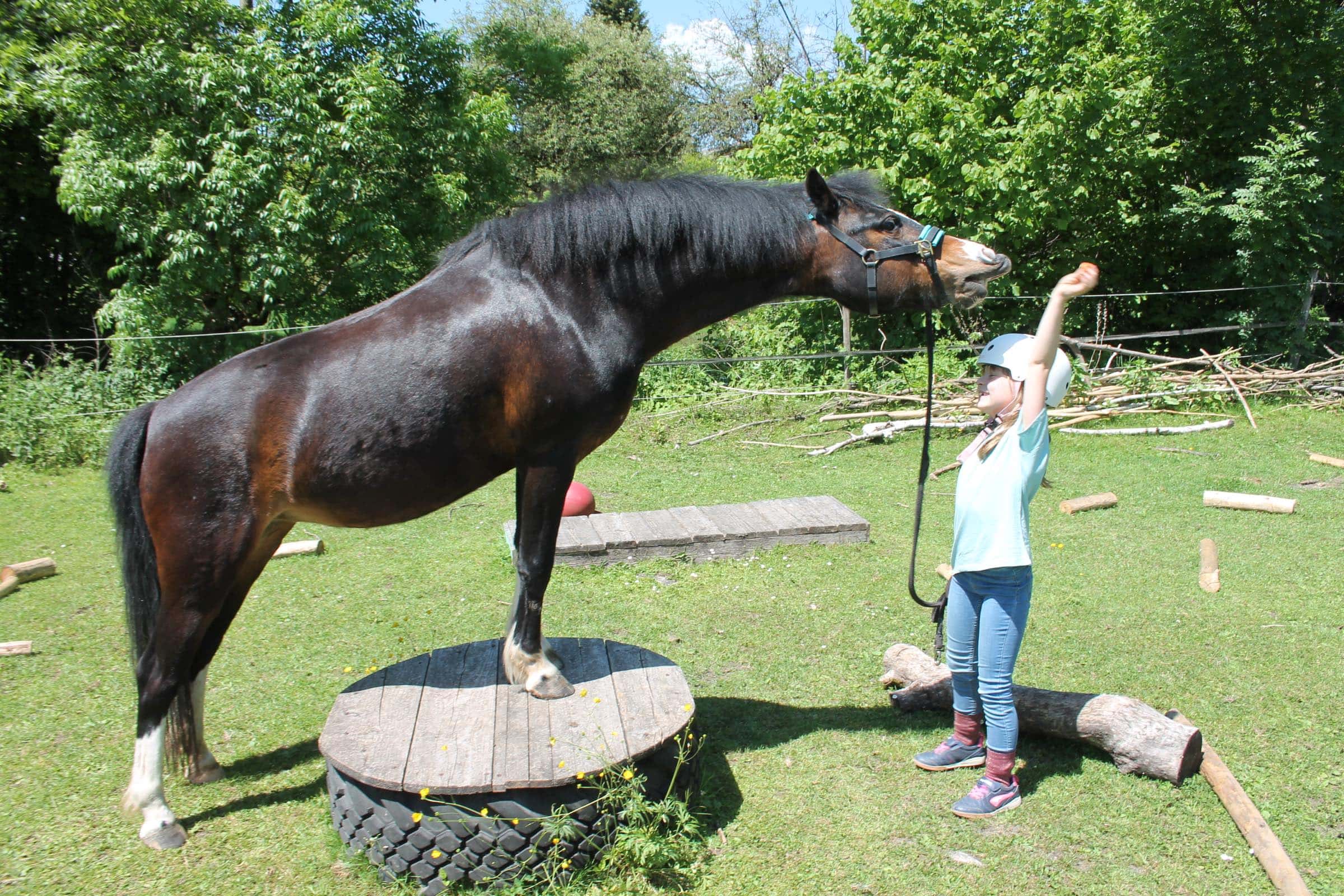 TOP Anbieter:innen für aktive Ferienkurse in München: Pferde- und Gnadenhof Alte Mühle im Bruck // HIMBEER 
