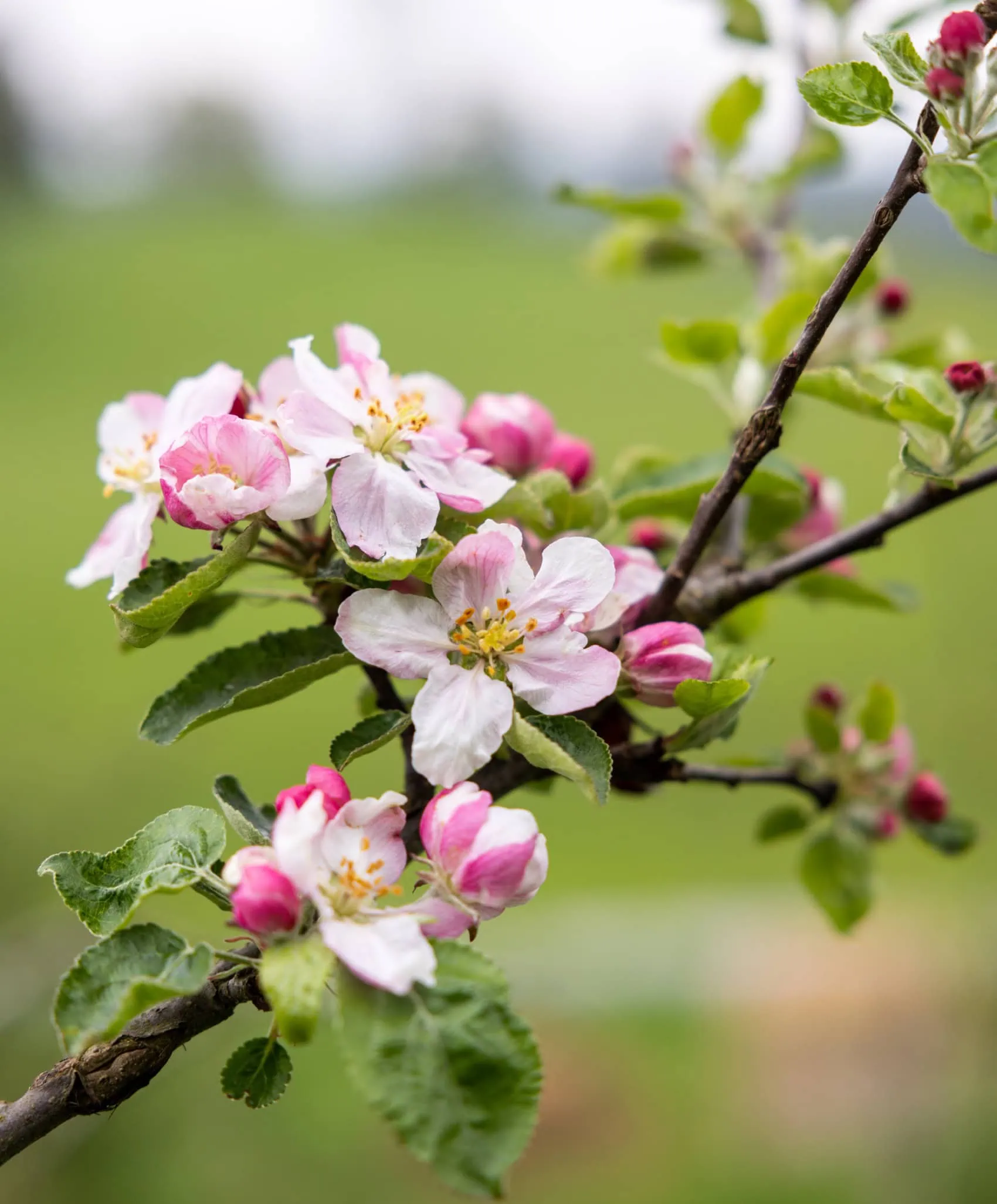 Frühling in Nantesbuch / Stiftung Kunst und Natur
