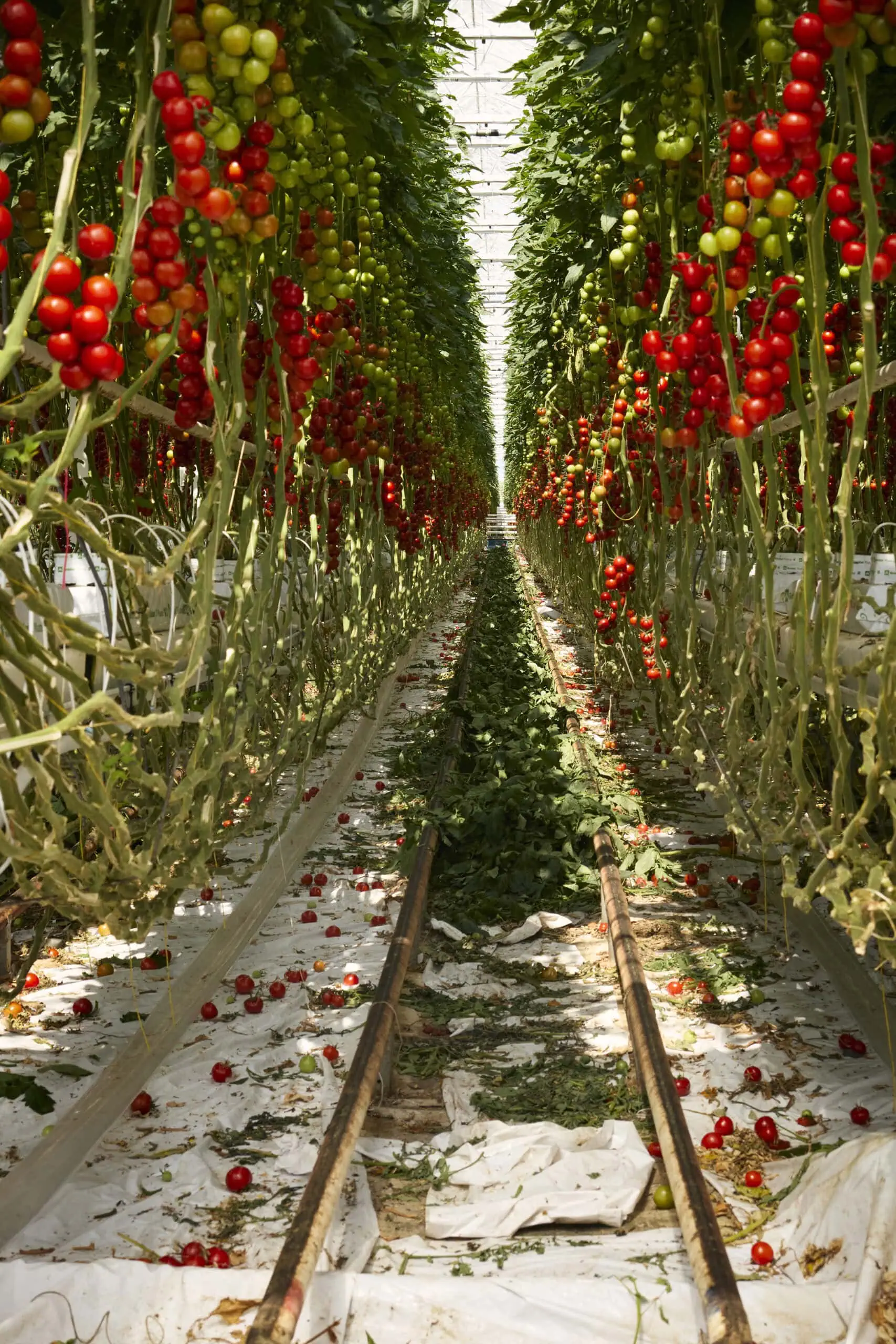 Ausstellung Pinakothek der Moderne "Convivium – Nahrungssysteme am Limit", Wachsende Gänge im BayerForwardFarming- Demonstrationsgewächshaus „De Ruiter Experience Center”, Bleiswijk, Niederlande. Johannes Schwartz, 2025 – Tipps fürs erste Maiwochenende KW 18 // HIMBEER