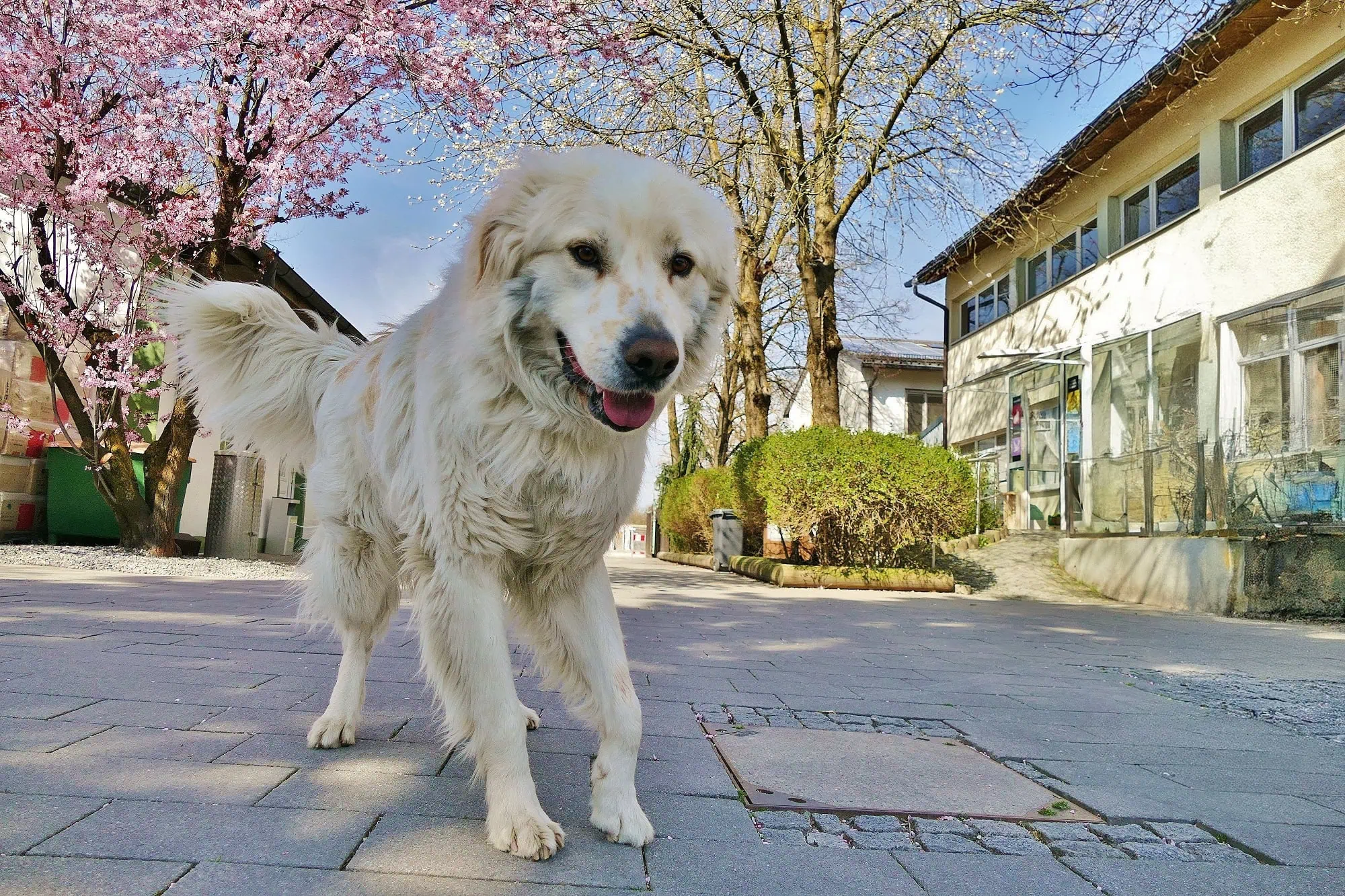 Frühlingsfest im Tierheim 2026 – Tipps fürs vierte Aprilwochenende KW 17 // HIMBEER