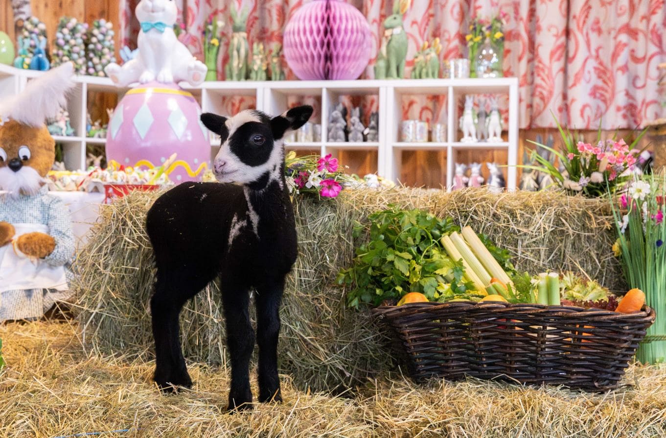 Osterzeit auf Gut Aiderbichl – Tipps für die zweite Osterferienwoche KW 15 // HIMBEER