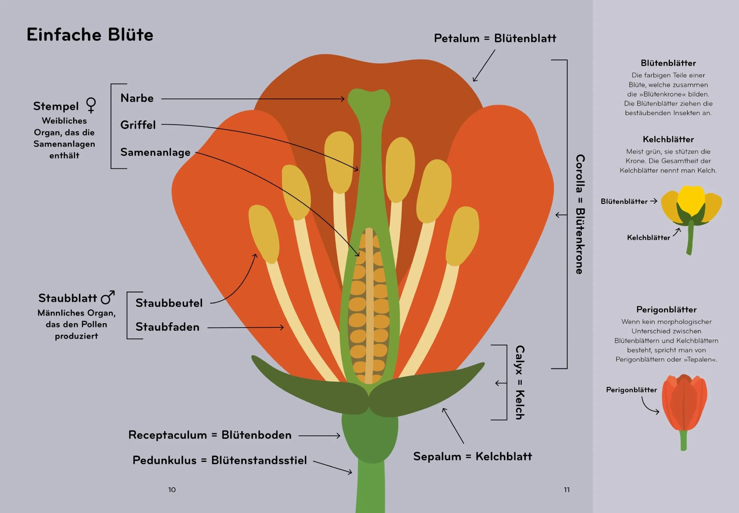 Tolle Kinderbücher über die Natur: Florama von Lisa Voisard