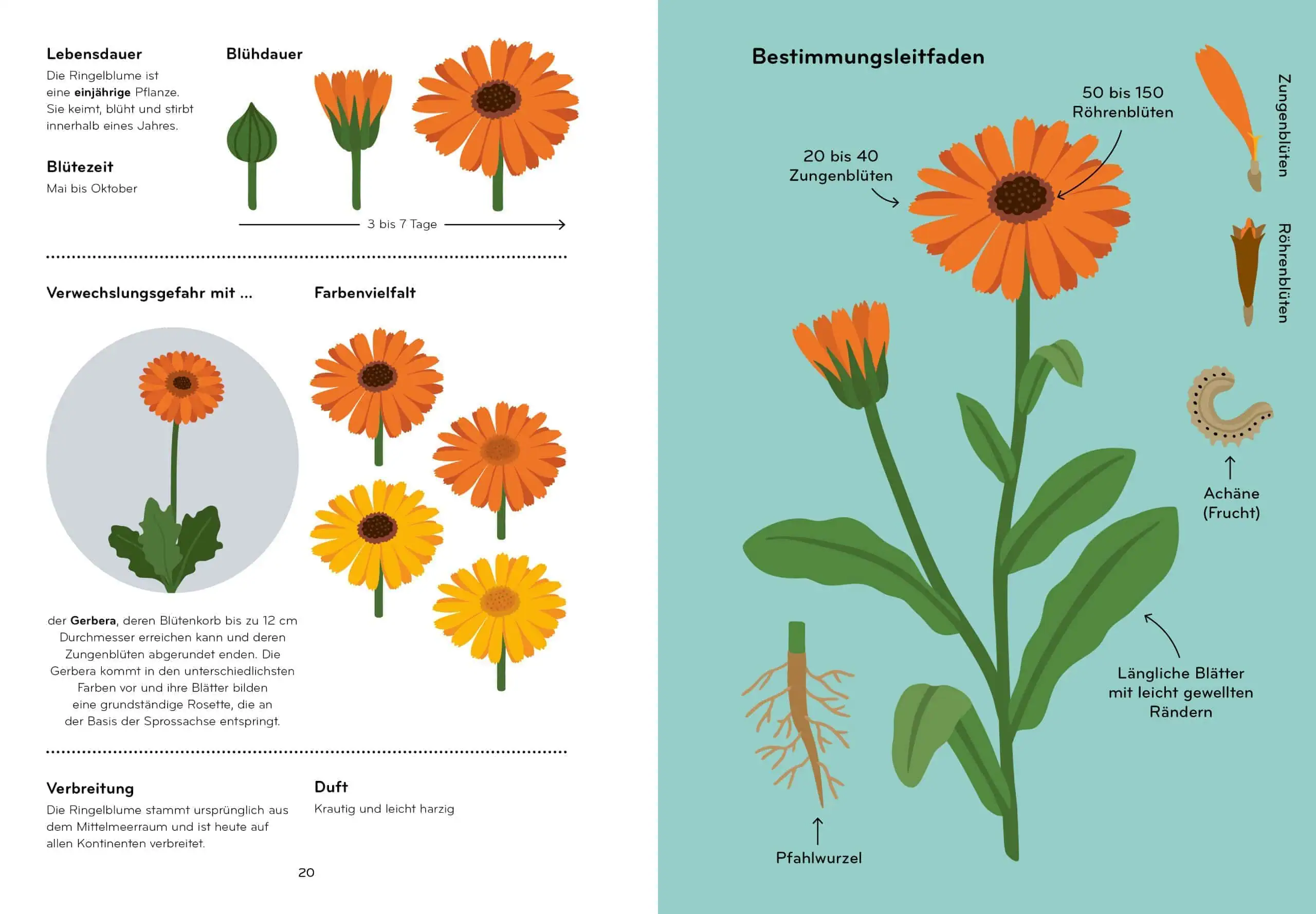 Tolle Kinderbücher über die Natur: Florama von Lisa Voisard
